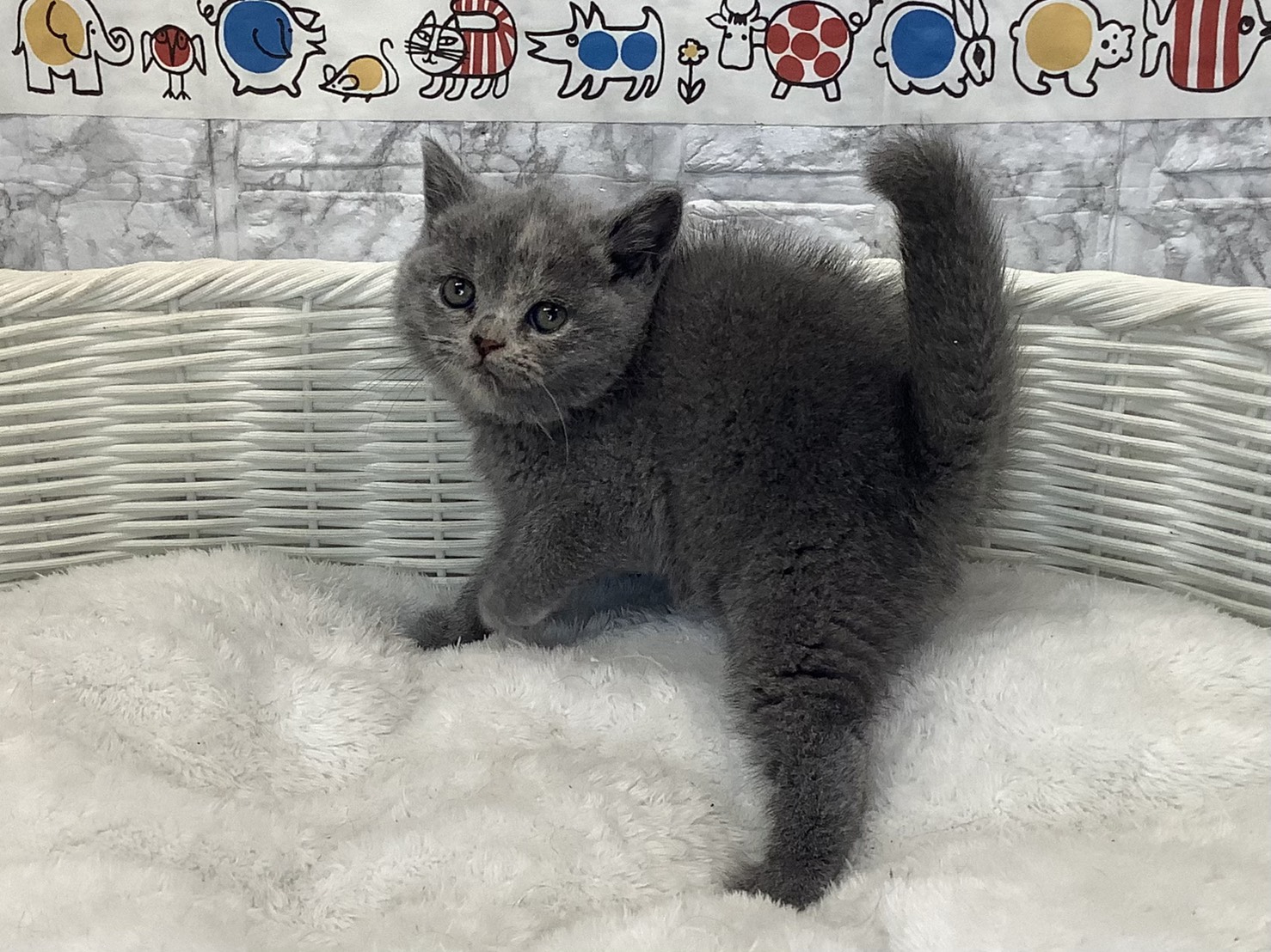 静岡県のブリティッシュショートヘアー (マルエスペット富士見台店/2025年10月18日生まれ/女の子/ブルークリーム)の子猫の3枚目の画像