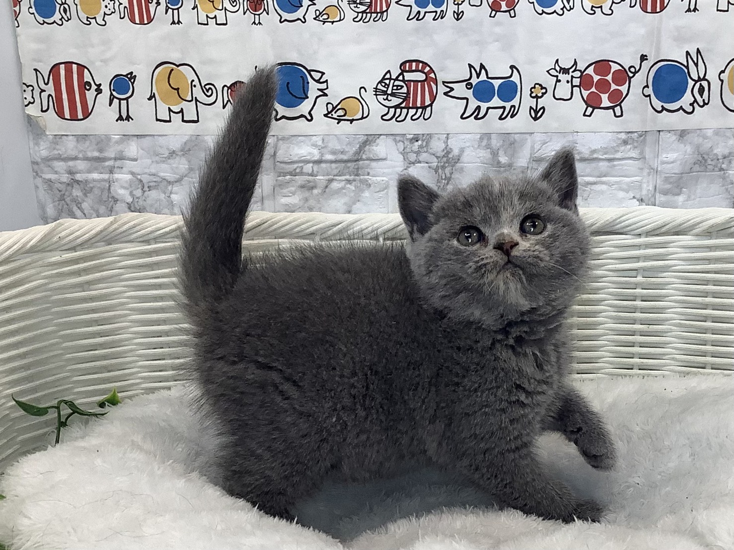 静岡県のブリティッシュショートヘアー (マルエスペット富士見台店/2025年10月18日生まれ/女の子/ブルークリーム)の子猫の2枚目の画像