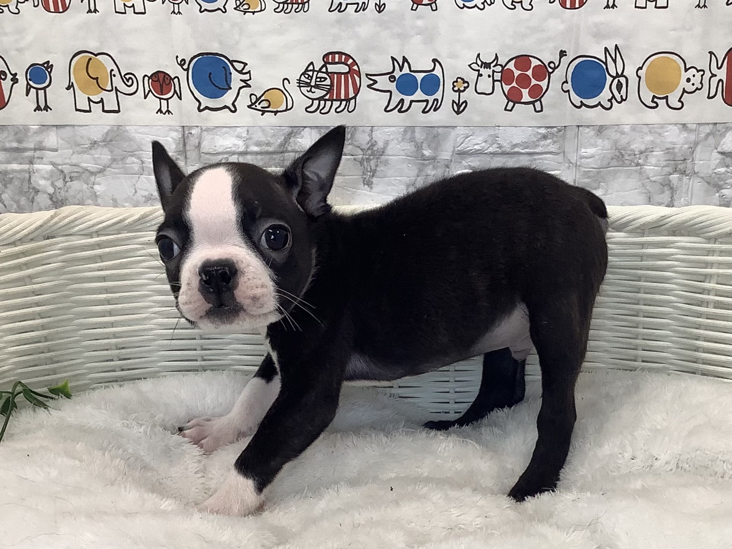愛知県のボストンテリア (ペッツワン稲沢ハーモニーランド店/2025年10月16日生まれ/男の子/ボストンカラー)の子犬の3枚目の画像