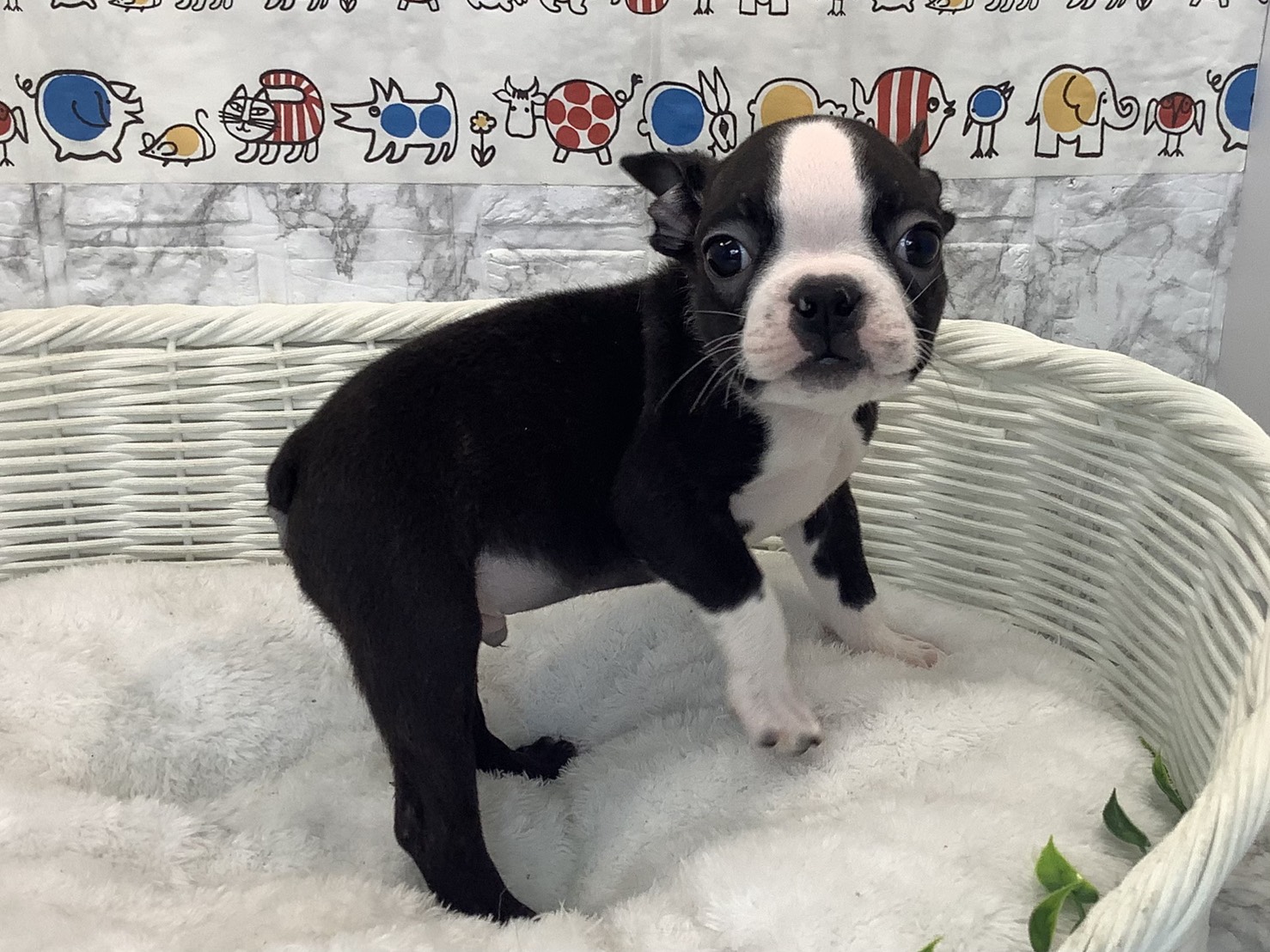 愛知県のボストンテリア (ペッツワン稲沢ハーモニーランド店/2025年10月16日生まれ/男の子/ボストンカラー)の子犬の2枚目の画像