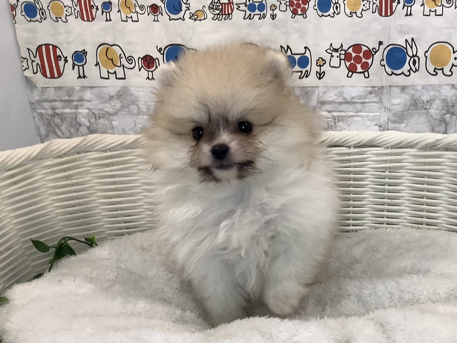 静岡県のポメラニアン (マルエスペット清水駒越店/2025年10月19日生まれ/男の子/パーティーカラー)の子犬の1枚目の画像