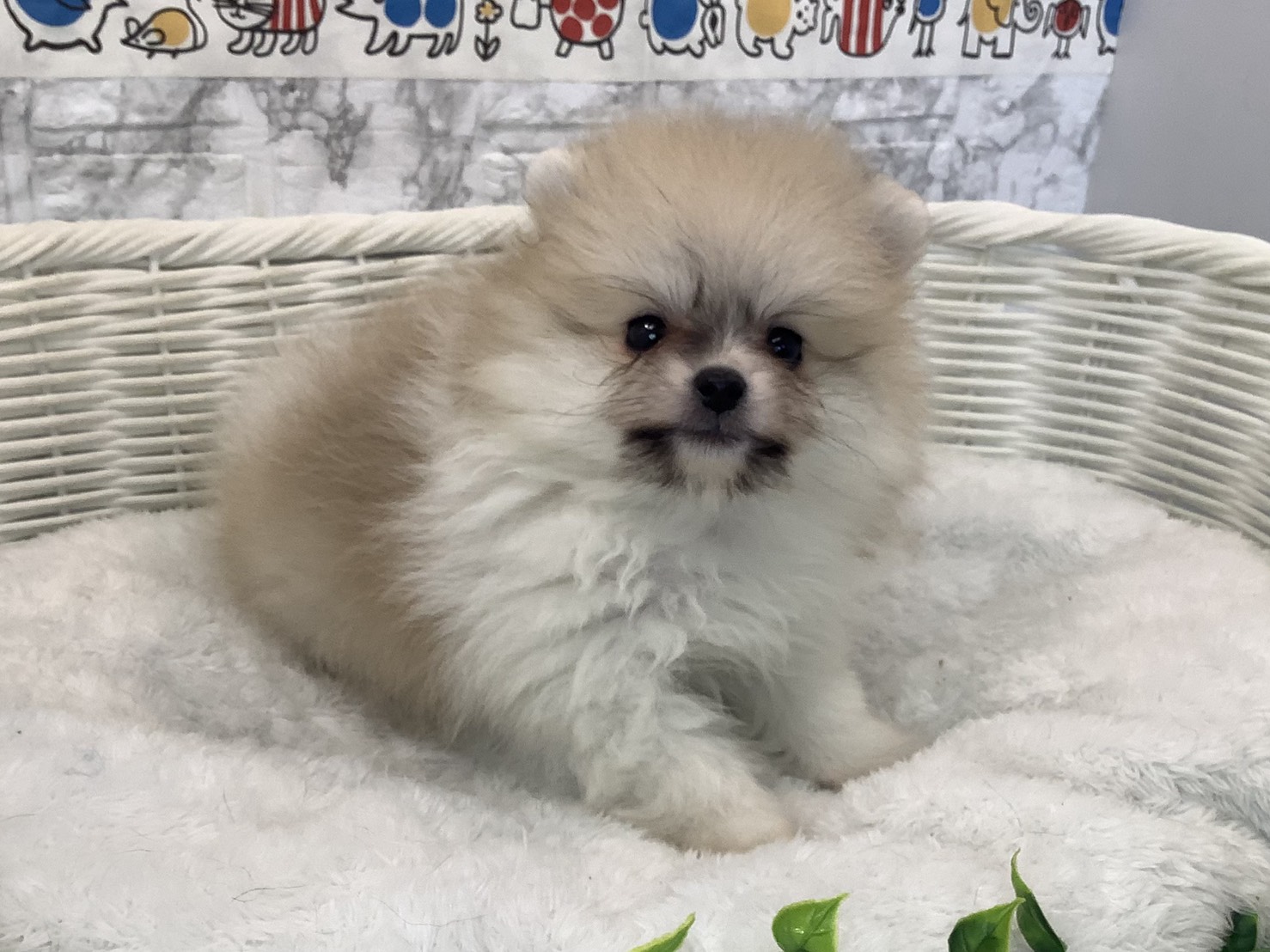 静岡県のポメラニアン (マルエスペット清水駒越店/2025年10月19日生まれ/男の子/パーティーカラー)の子犬の2枚目の画像