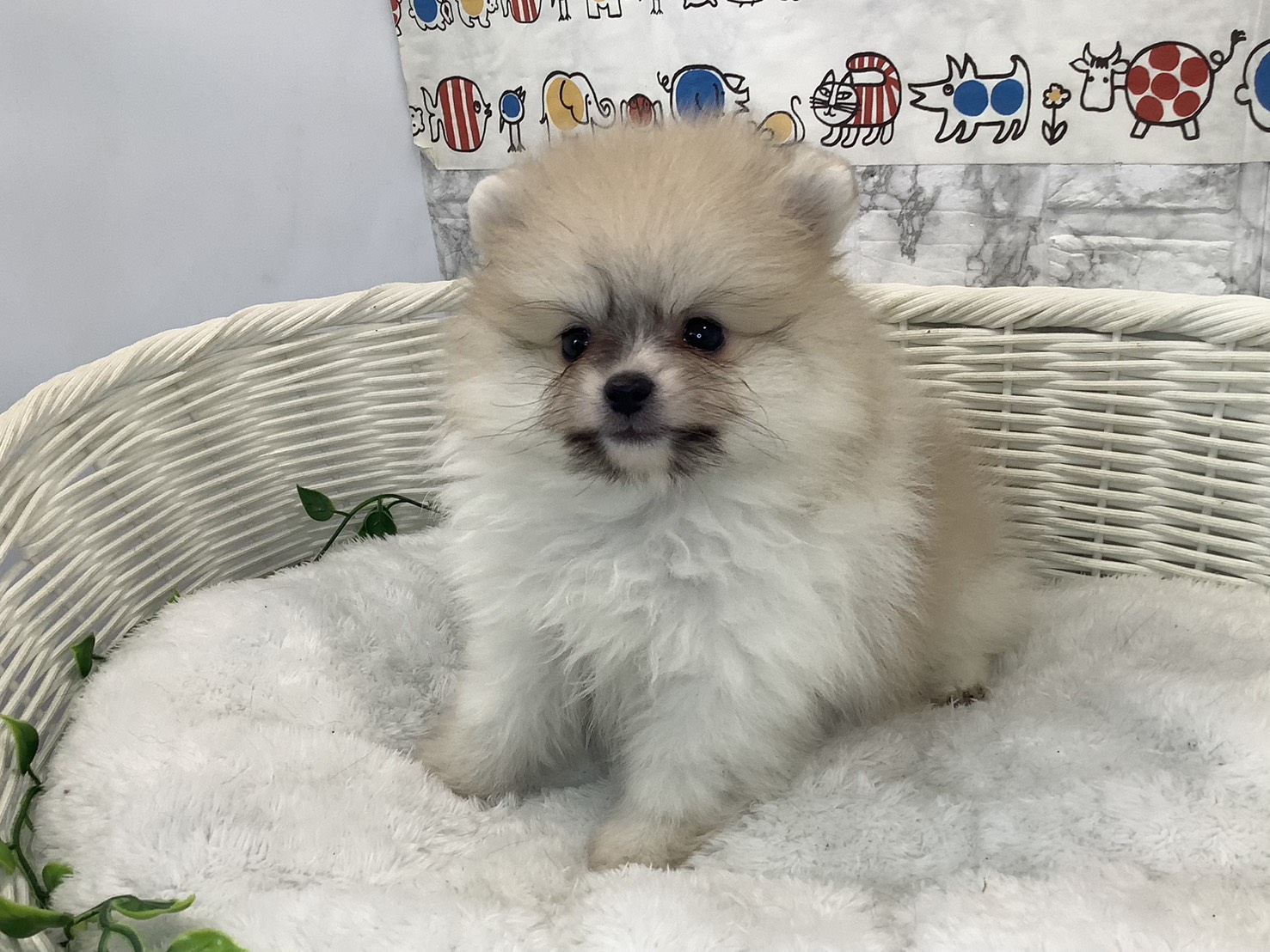 静岡県のポメラニアン (マルエスペット清水駒越店/2025年10月19日生まれ/男の子/パーティーカラー)の子犬の3枚目の画像
