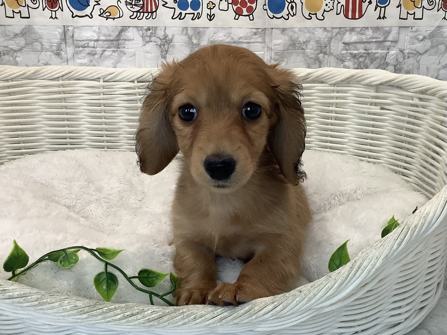 奈良県のカニンヘンダックスフンド(ロング) (ペットアミ生駒店/2025年10月16日生まれ/女の子/レッド)の子犬の1枚目の画像