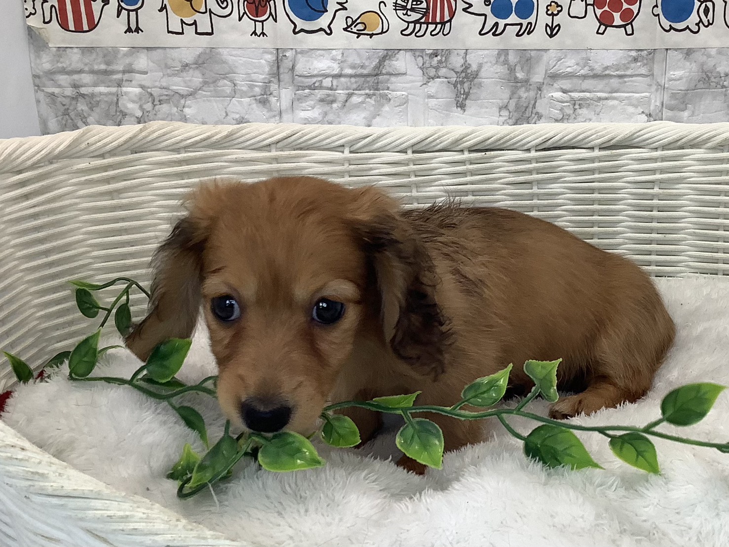 奈良県のカニンヘンダックスフンド(ロング) (ペットアミ生駒店/2025年10月16日生まれ/女の子/レッド)の子犬の3枚目の画像