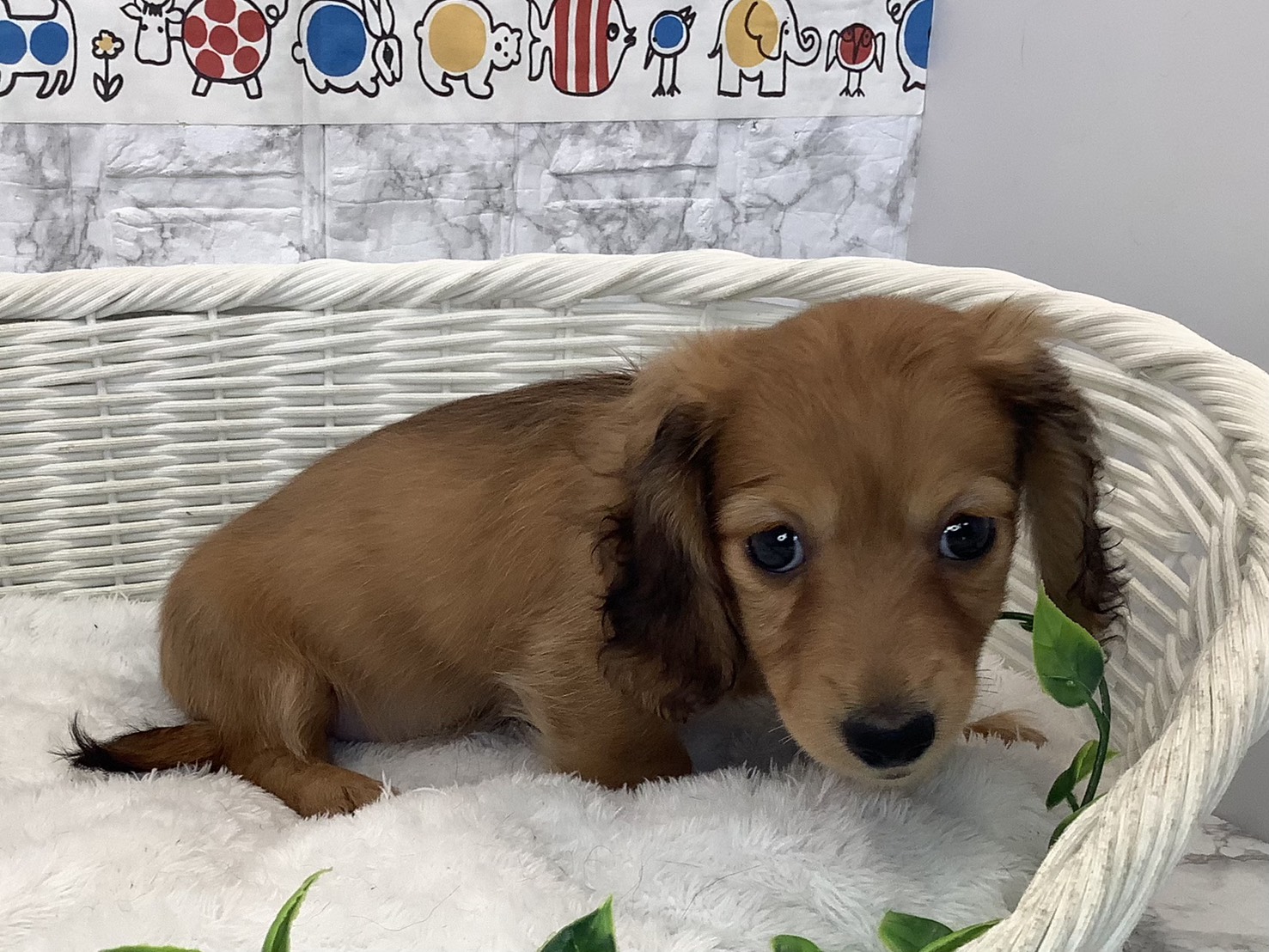 奈良県のカニンヘンダックスフンド(ロング) (ペットアミ生駒店/2025年10月16日生まれ/女の子/レッド)の子犬の2枚目の画像