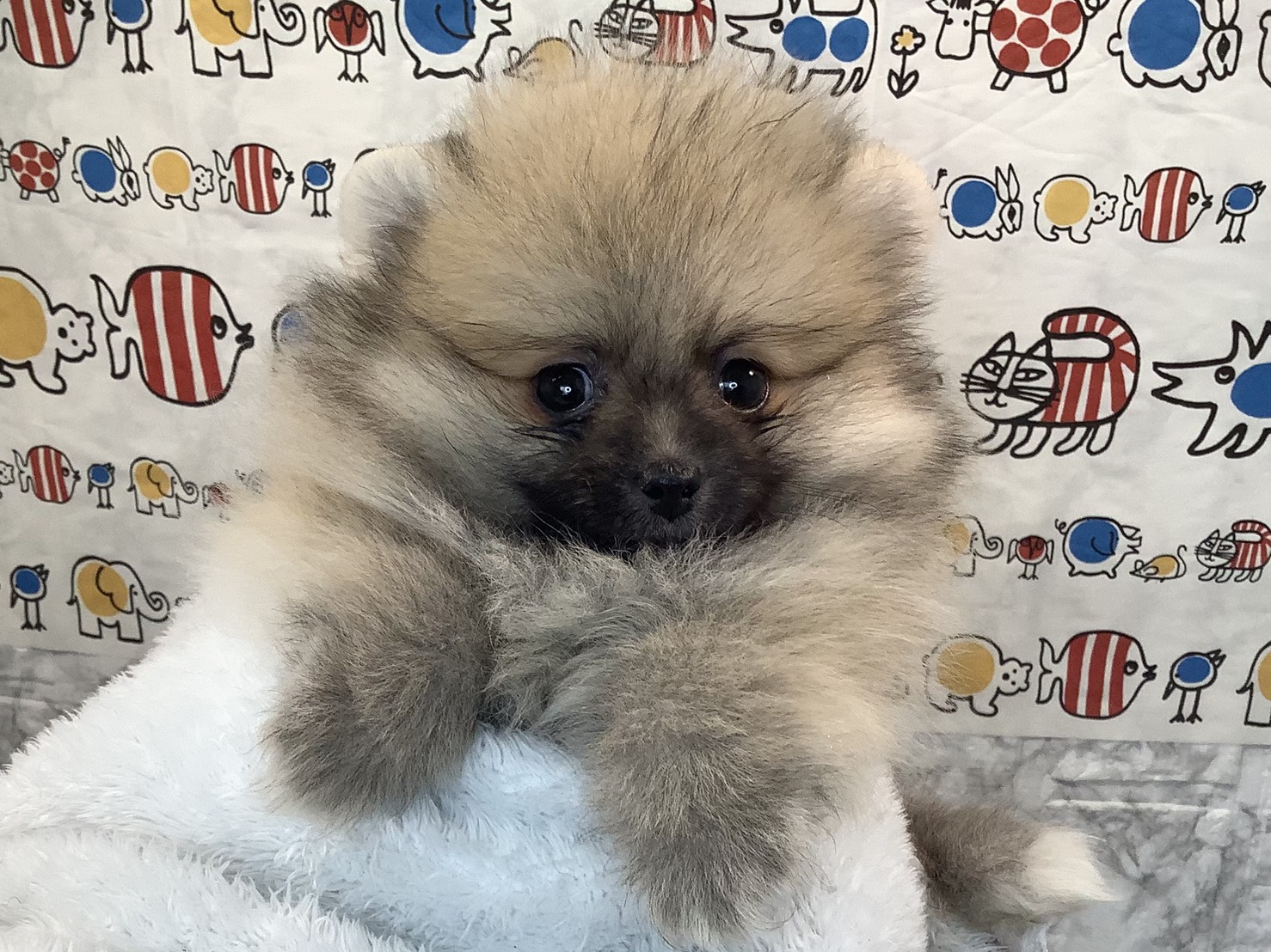 静岡県のポメラニアン (マルエスペットホームアシスト店/2025年10月18日生まれ/男の子/ウルフセーブル)の子犬の1枚目の画像