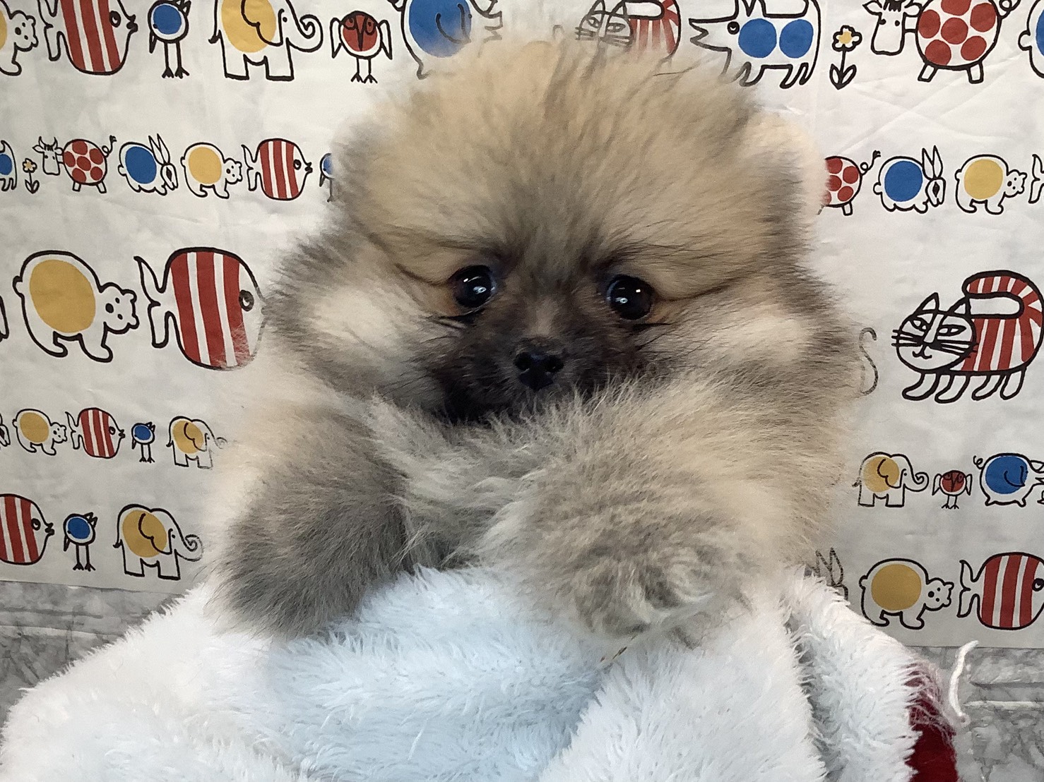 静岡県のポメラニアン (マルエスペットホームアシスト店/2025年10月18日生まれ/男の子/ウルフセーブル)の子犬の2枚目の画像