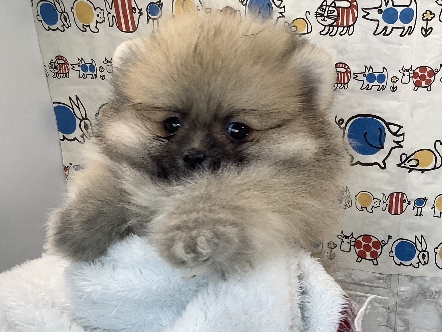 静岡県のポメラニアン (マルエスペットホームアシスト店/2025年10月18日生まれ/男の子/ウルフセーブル)の子犬の3枚目の画像