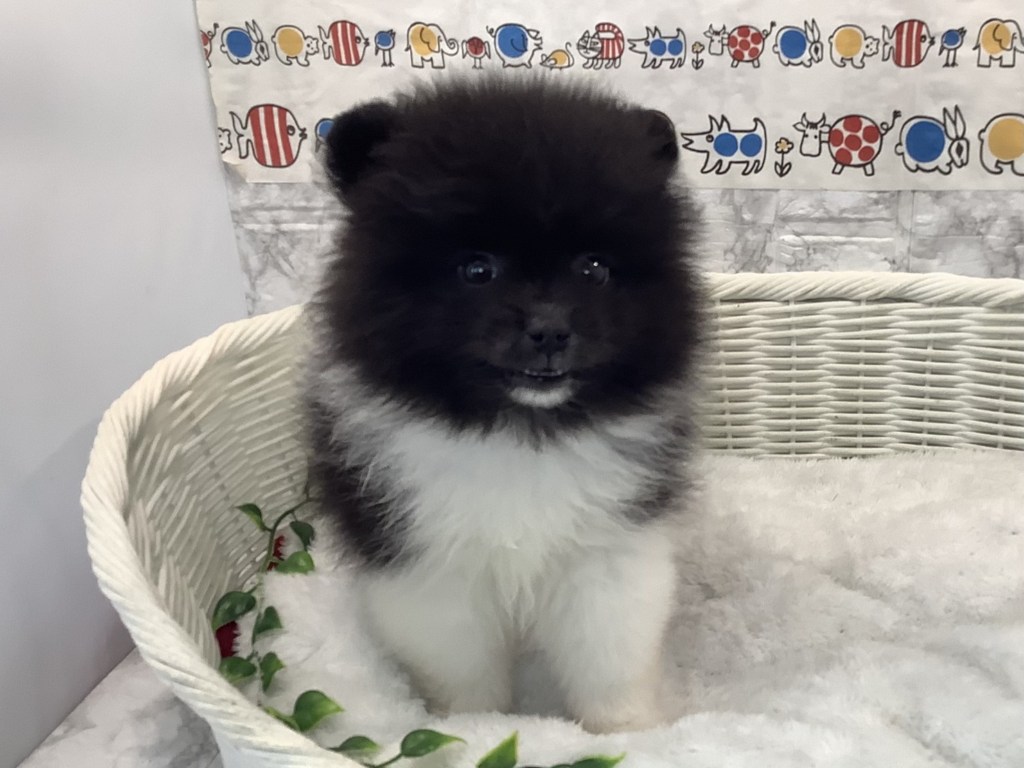 愛知県のポメラニアン (ペッツワン岡崎美合店/2025年10月19日生まれ/男の子/パーティーカラー)の子犬の1枚目の画像