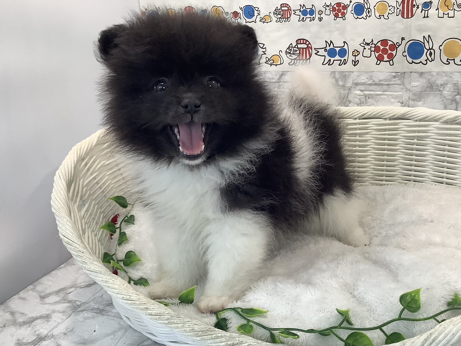 愛知県のポメラニアン (ペッツワン岡崎美合店/2025年10月19日生まれ/男の子/パーティーカラー)の子犬の3枚目の画像