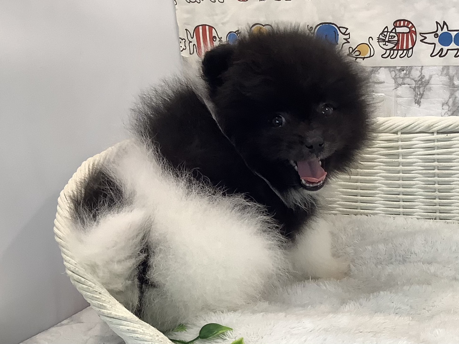 愛知県のポメラニアン (ペッツワン岡崎美合店/2025年10月19日生まれ/男の子/パーティーカラー)の子犬の2枚目の画像