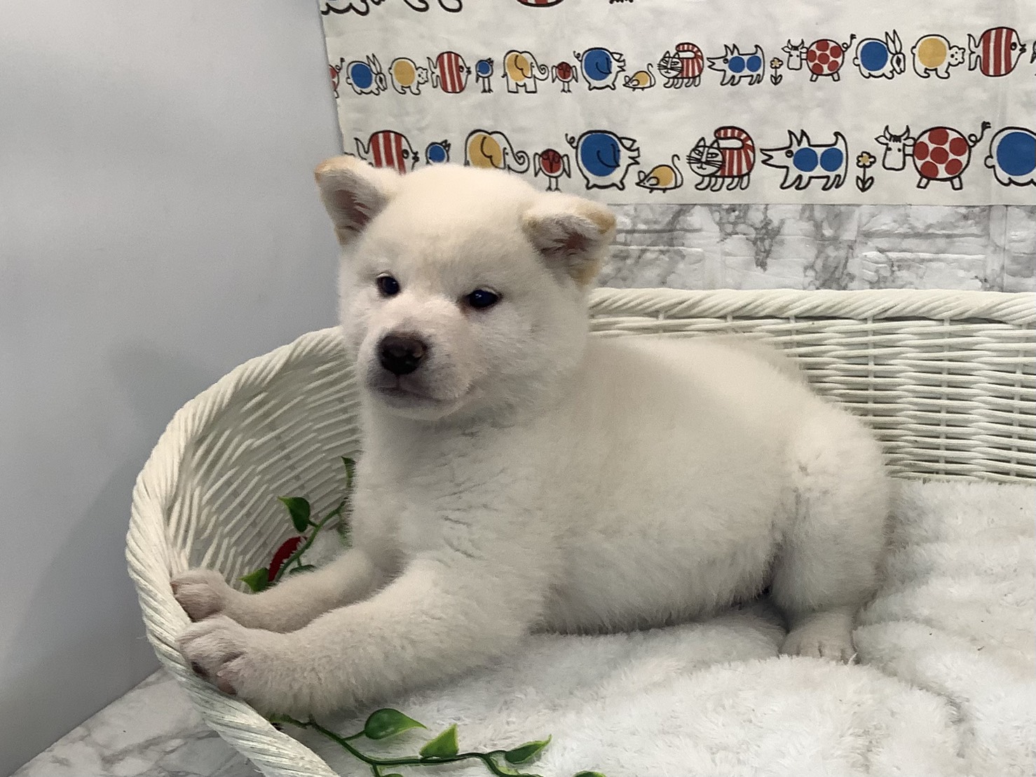 奈良県の柴犬(標準サイズ) (マルエスペット 富雄店/2025年10月20日生まれ/男の子/白)の子犬の3枚目の画像