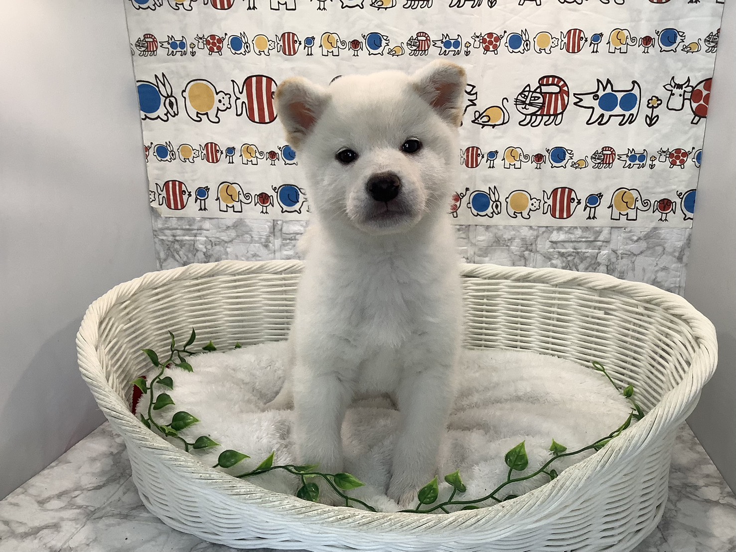 奈良県の柴犬(標準サイズ) (マルエスペット 富雄店/2025年10月20日生まれ/男の子/白)の子犬の1枚目の画像