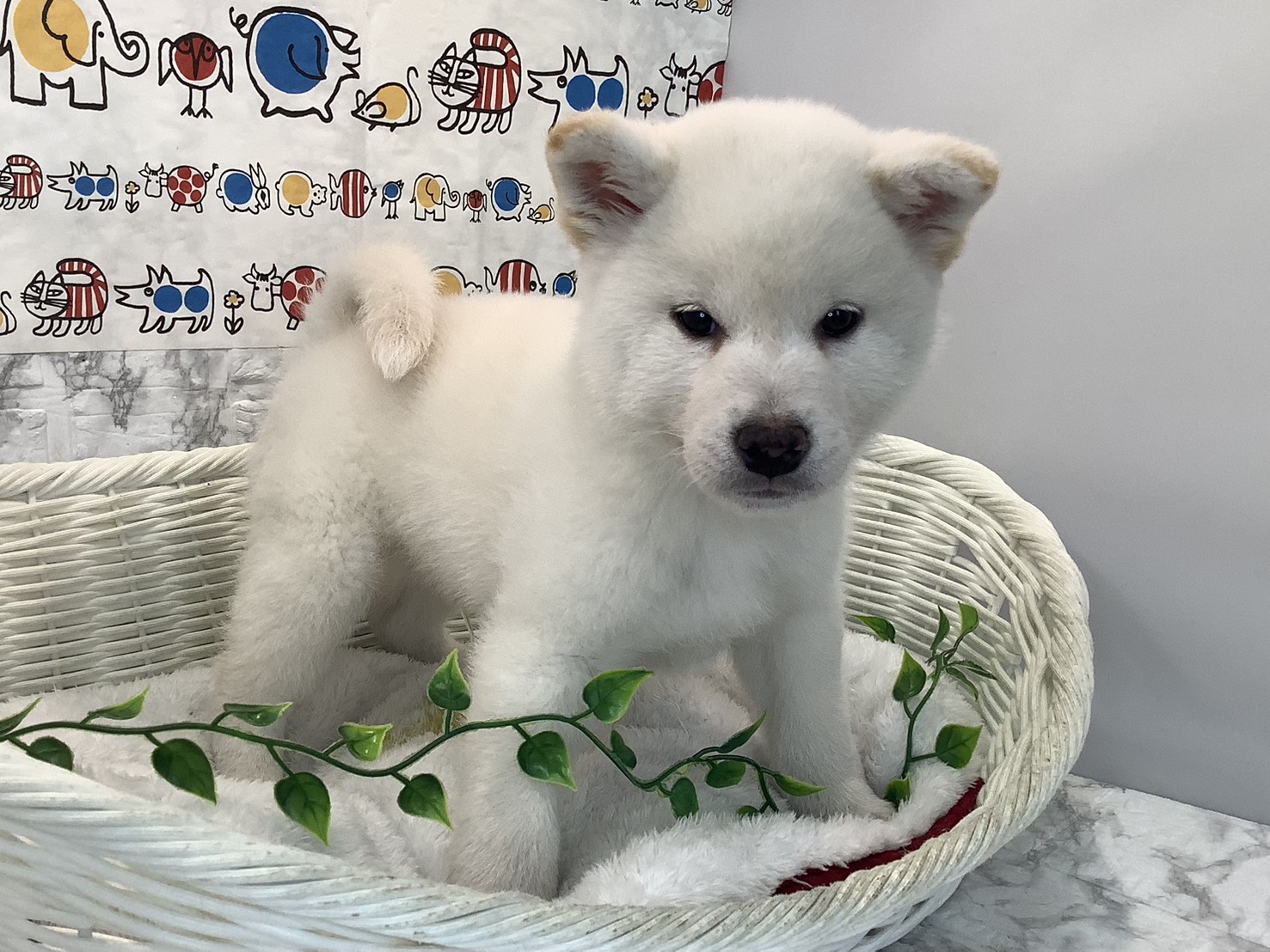 奈良県の柴犬(標準サイズ) (マルエスペット 富雄店/2025年10月20日生まれ/男の子/白)の子犬の2枚目の画像