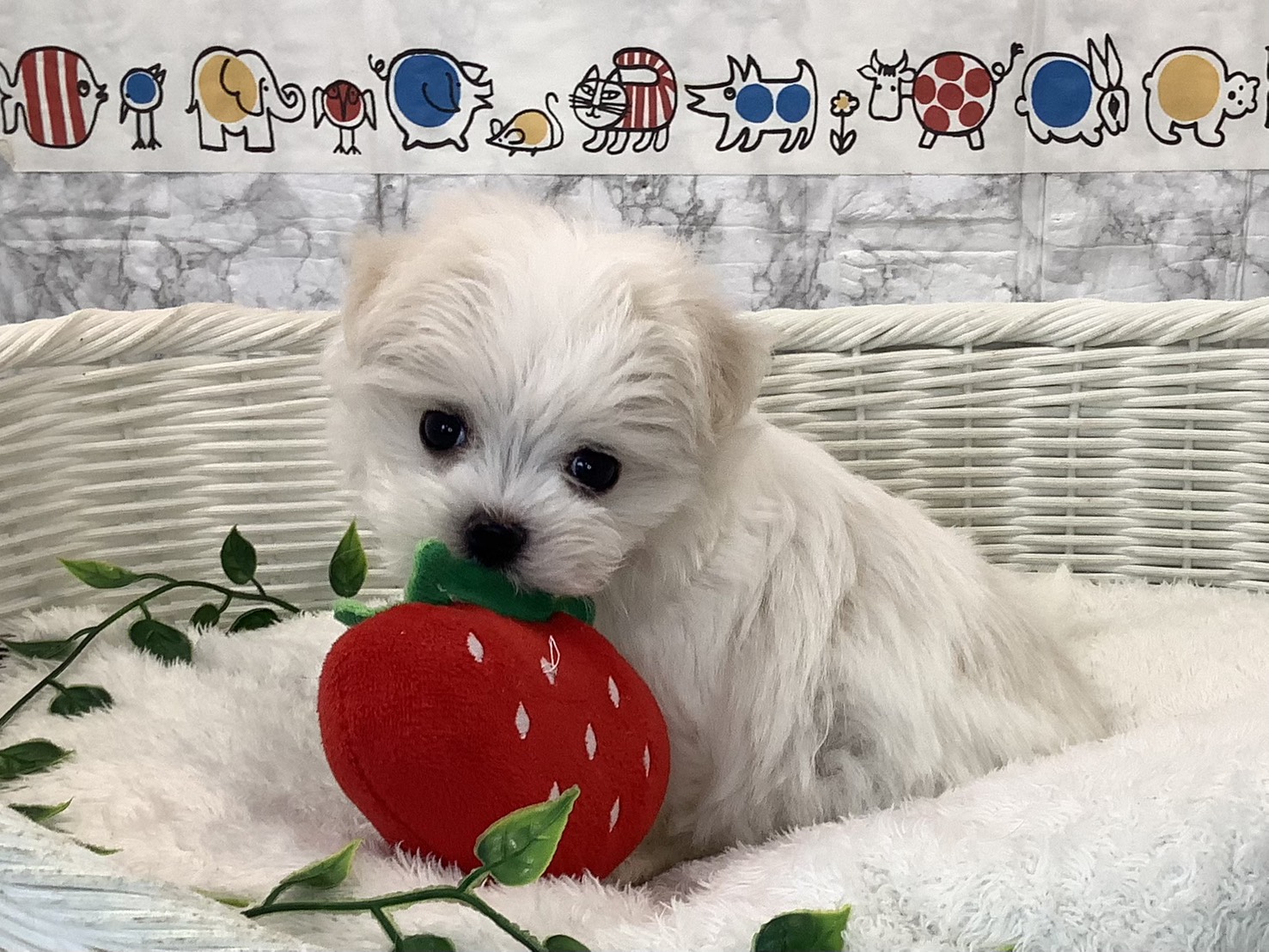 愛知県のマルチーズ (ペッツワン稲沢ハーモニーランド店/2025年10月17日生まれ/男の子/ホワイト)の子犬の3枚目の画像