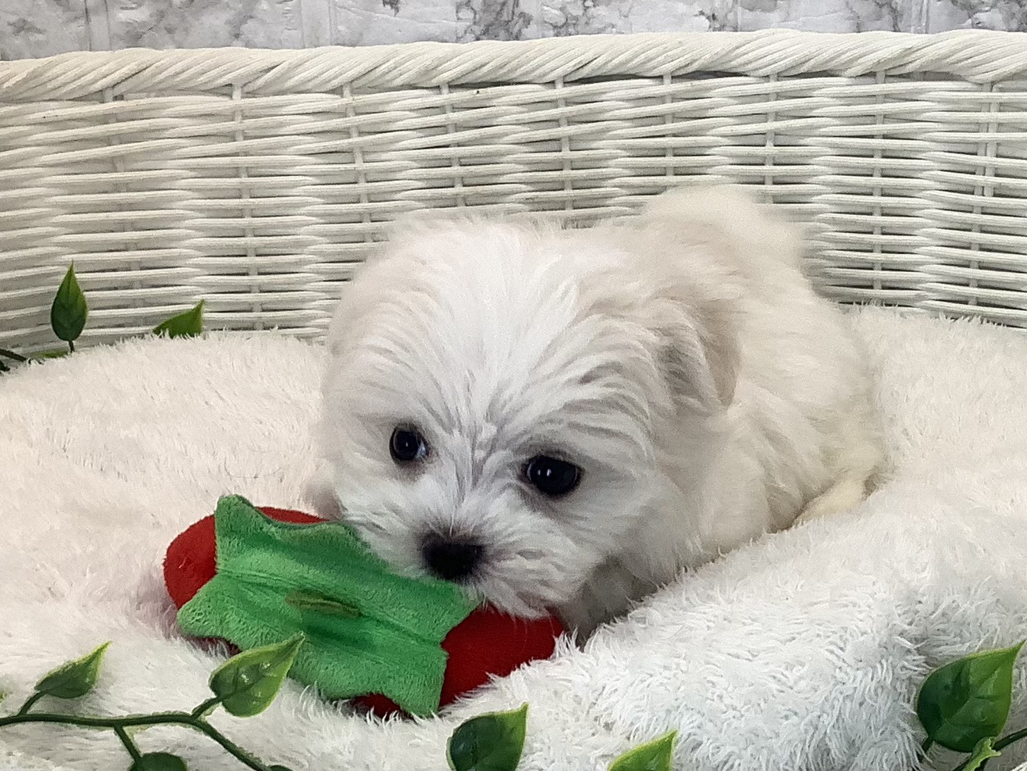 愛知県のマルチーズ (ペッツワン稲沢ハーモニーランド店/2025年10月17日生まれ/男の子/ホワイト)の子犬の1枚目の画像