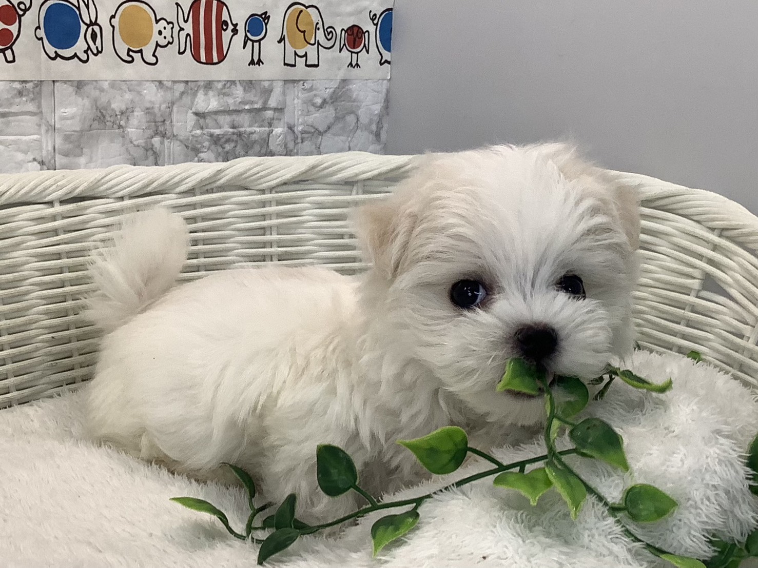 愛知県のマルチーズ (ペッツワン稲沢ハーモニーランド店/2025年10月17日生まれ/男の子/ホワイト)の子犬の2枚目の画像