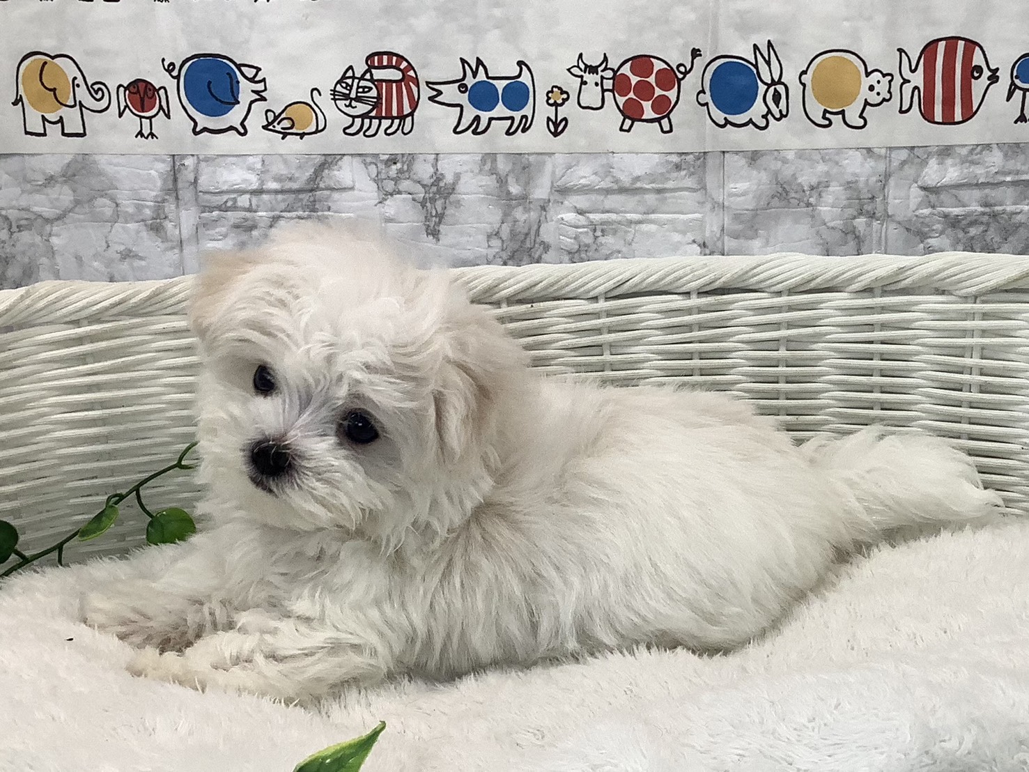 愛知県のマルチーズ (ペッツワン岡崎美合店/2025年10月17日生まれ/男の子/ホワイト)の子犬の3枚目の画像