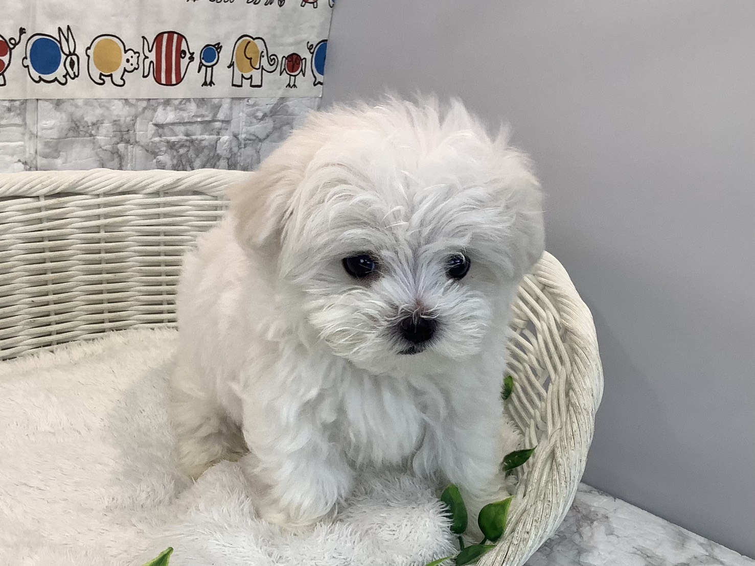 愛知県のマルチーズ (ペッツワン岡崎美合店/2025年10月17日生まれ/男の子/ホワイト)の子犬の1枚目の画像