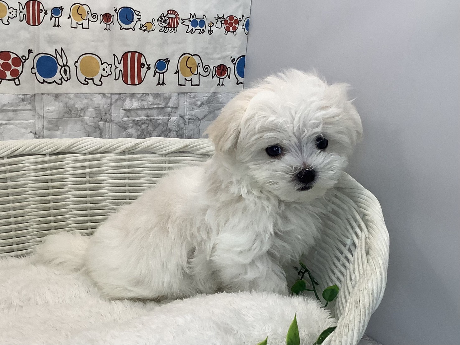 愛知県のマルチーズ (ペッツワン岡崎美合店/2025年10月17日生まれ/男の子/ホワイト)の子犬の2枚目の画像