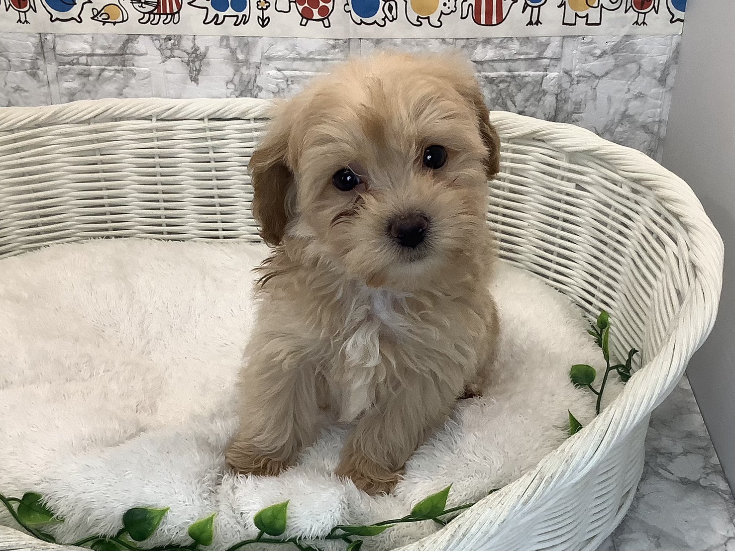 静岡県のペキプー(ペキニーズ×プードル) (マルエスペット御殿場店/2025年10月18日生まれ/男の子/クリーム)の子犬の1枚目の画像