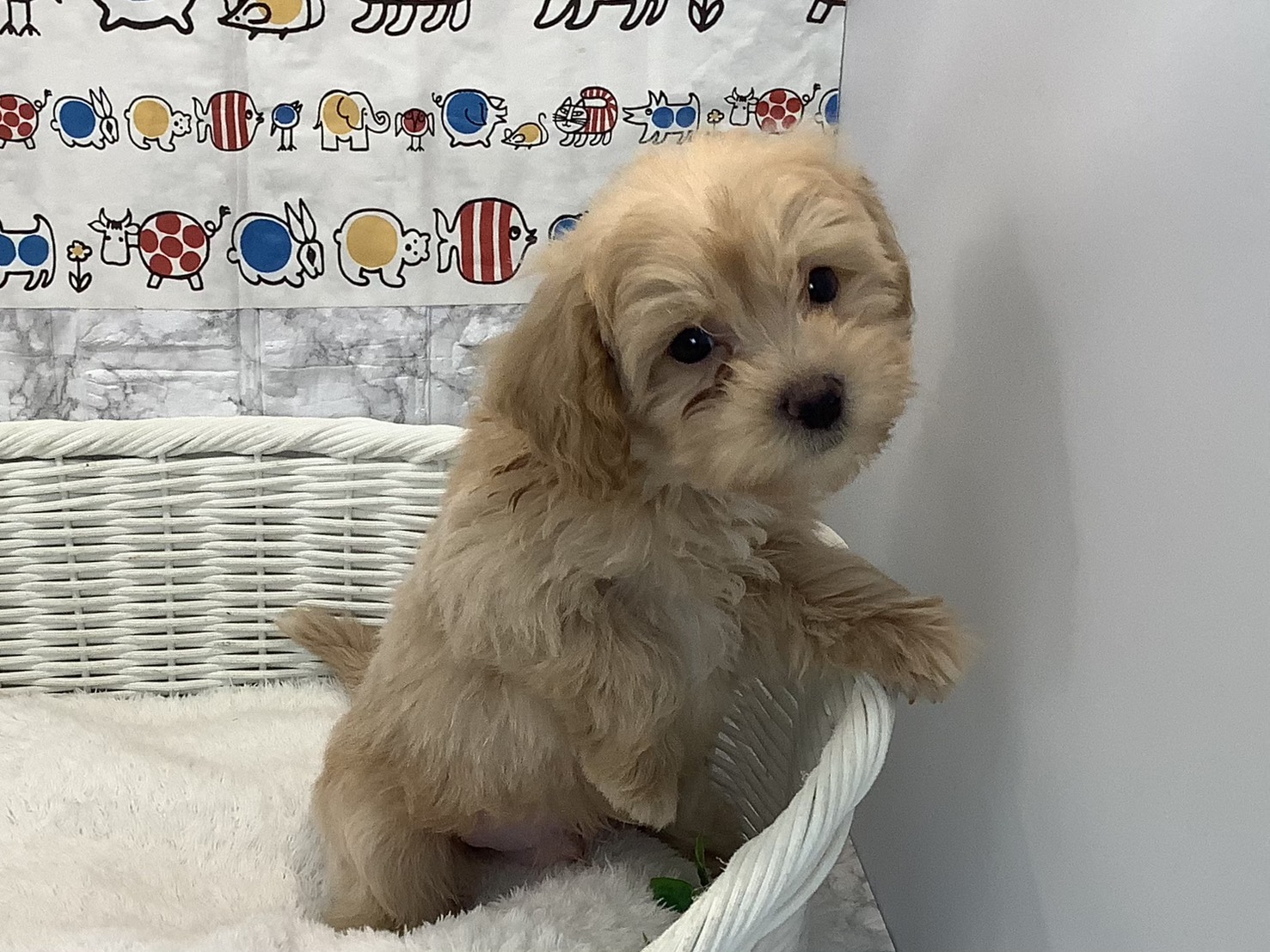 静岡県のペキプー(ペキニーズ×プードル) (マルエスペット御殿場店/2025年10月18日生まれ/男の子/クリーム)の子犬の2枚目の画像