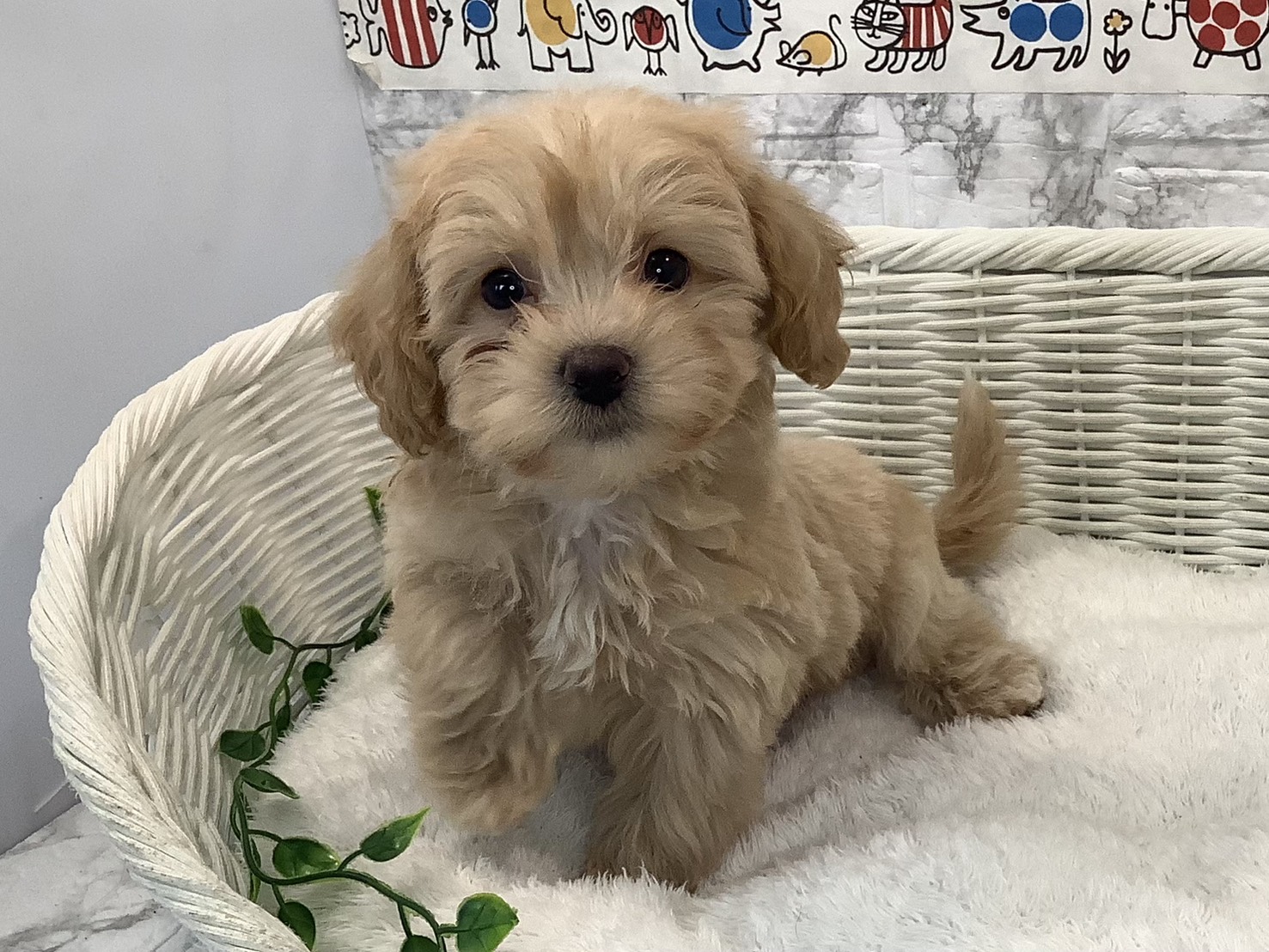 静岡県のペキプー(ペキニーズ×プードル) (マルエスペット御殿場店/2025年10月18日生まれ/男の子/クリーム)の子犬の3枚目の画像