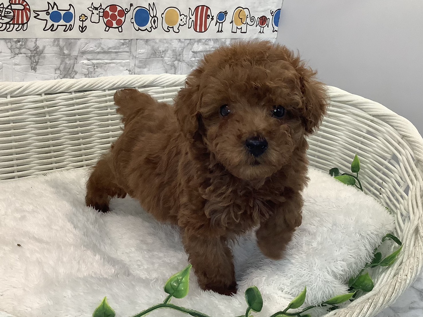 神奈川県のトイプードル(トイ) (マルエスペット相模大野店/2025年10月20日生まれ/男の子/レッド)の子犬の2枚目の画像