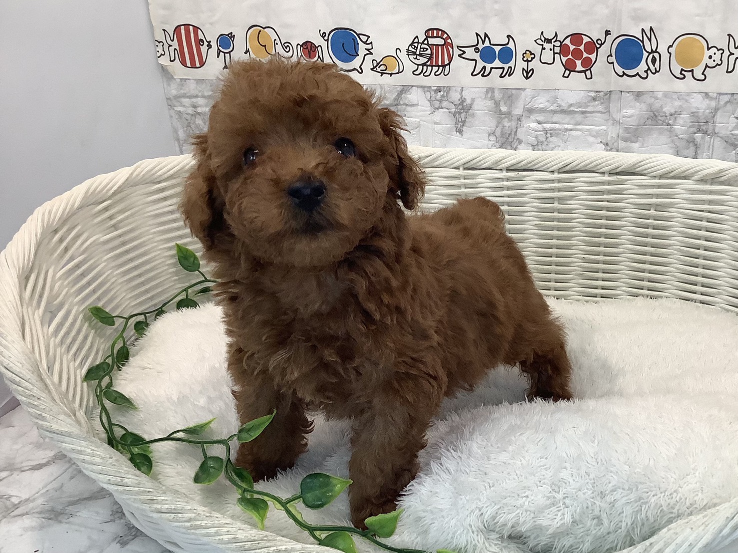 神奈川県のトイプードル(トイ) (マルエスペット相模大野店/2025年10月20日生まれ/男の子/レッド)の子犬の3枚目の画像