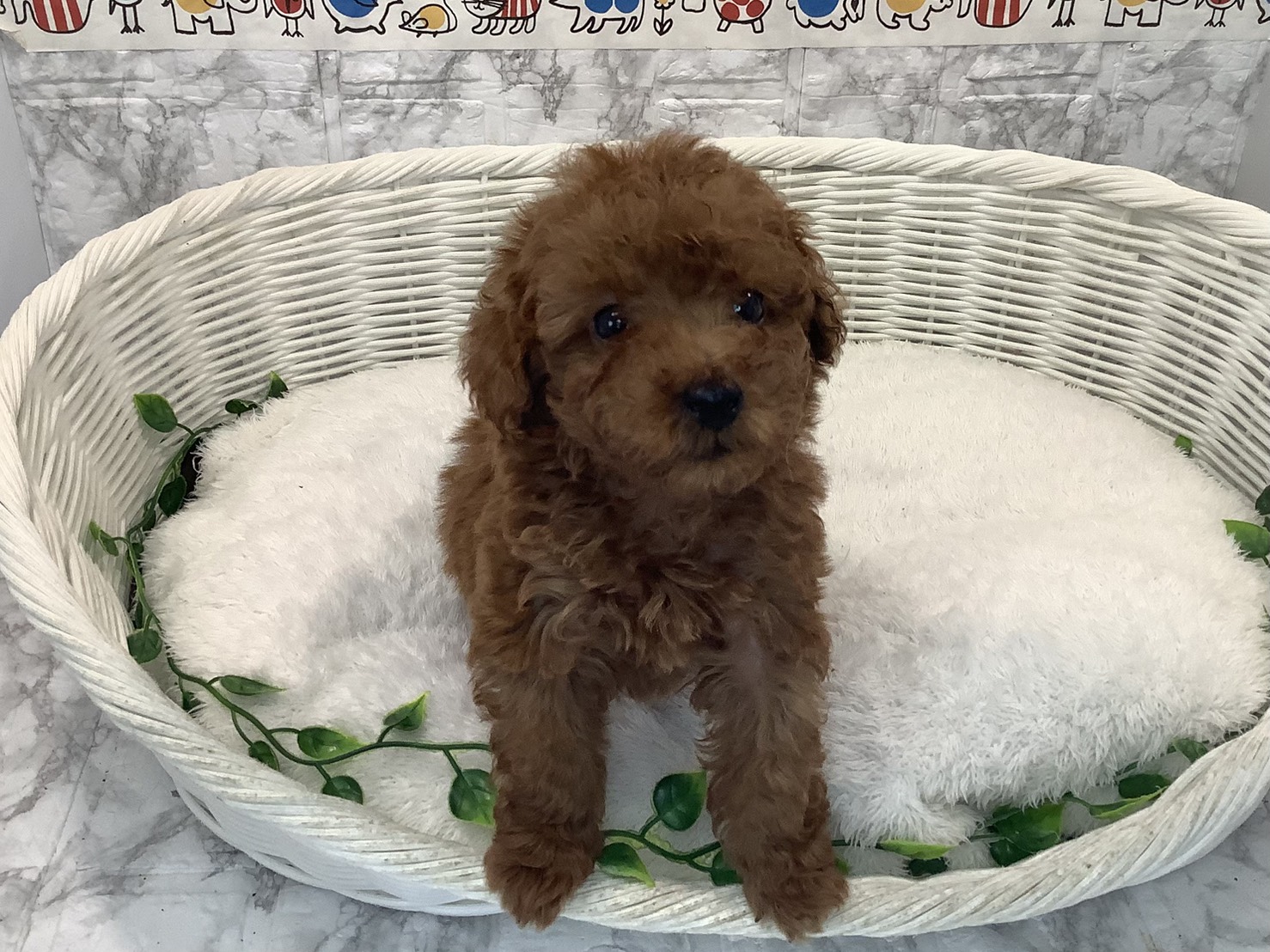 神奈川県のトイプードル(トイ) (マルエスペット相模大野店/2025年10月20日生まれ/男の子/レッド)の子犬の1枚目の画像