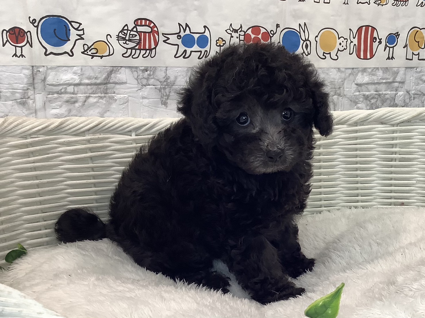 奈良県のトイプードル(トイ) (マルエスペット いかるが店/2025年10月20日生まれ/女の子/シルバー)の子犬の2枚目の画像