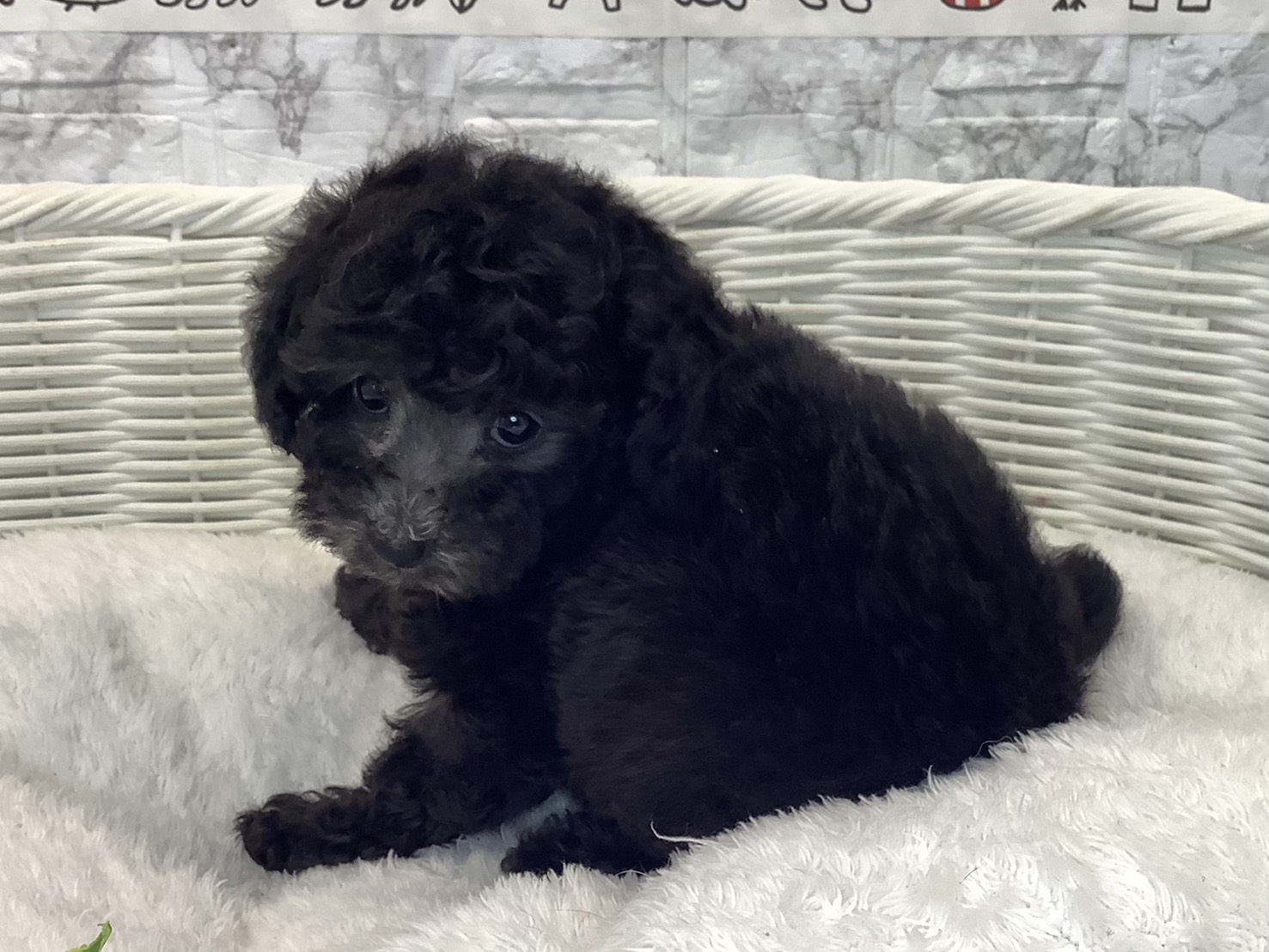 奈良県のトイプードル(トイ) (マルエスペット いかるが店/2025年10月20日生まれ/女の子/シルバー)の子犬の3枚目の画像