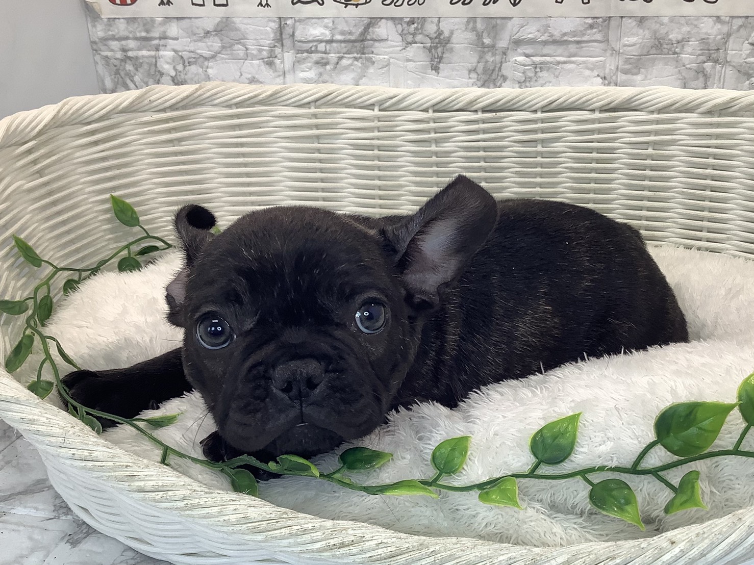 静岡県のフレンチブルドッグ (マルエスペットホームアシスト店/2025年10月15日生まれ/男の子/プリンドル)の子犬の3枚目の画像