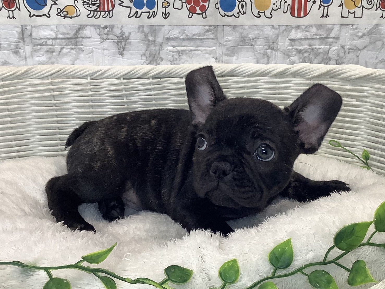 静岡県のフレンチブルドッグ (マルエスペットホームアシスト店/2025年10月15日生まれ/男の子/プリンドル)の子犬の2枚目の画像
