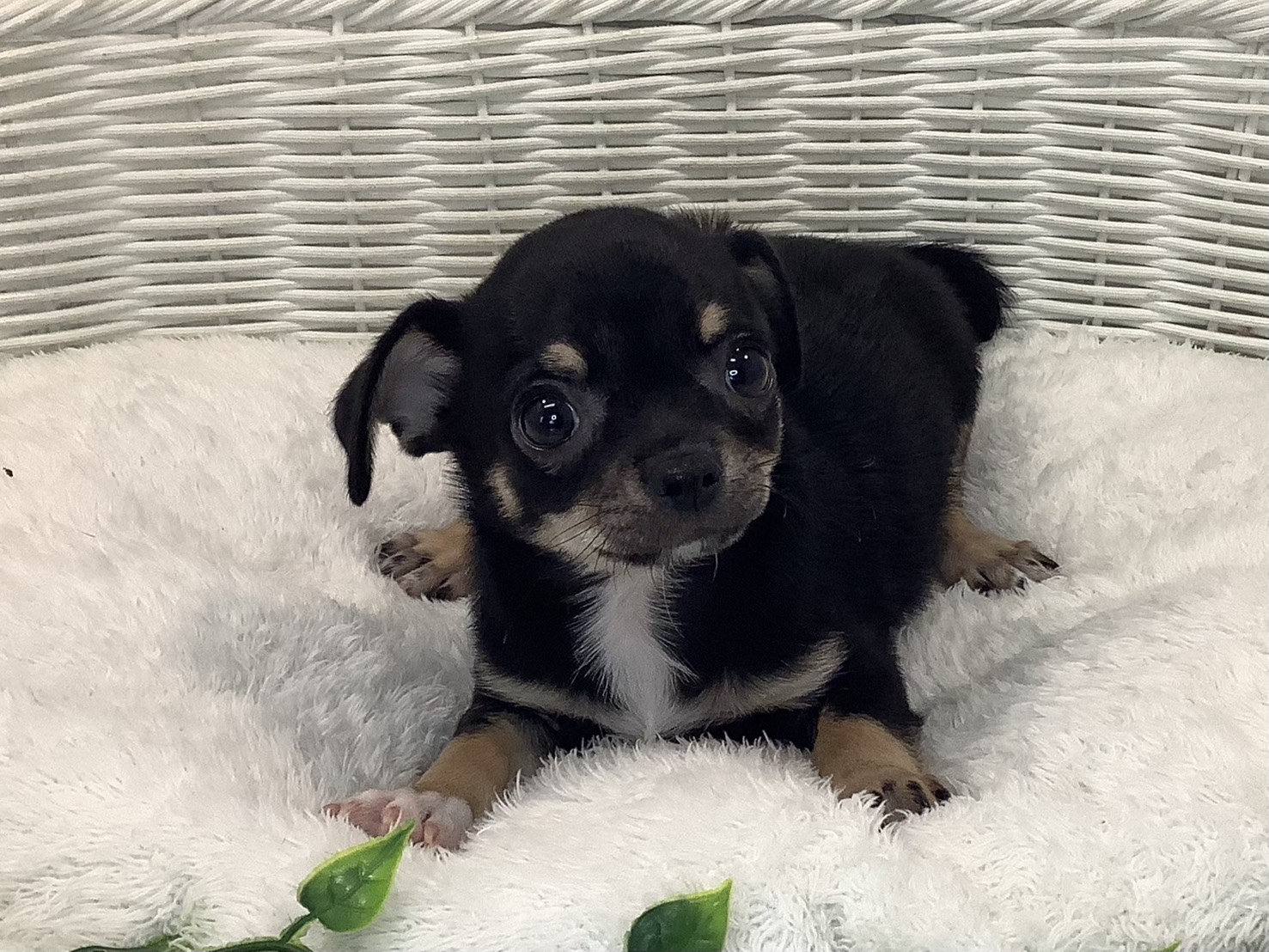愛知県のチワワ(スムース) (ペッツワン岡崎美合店/2025年10月16日生まれ/男の子/ブラックタン)の子犬の1枚目の画像