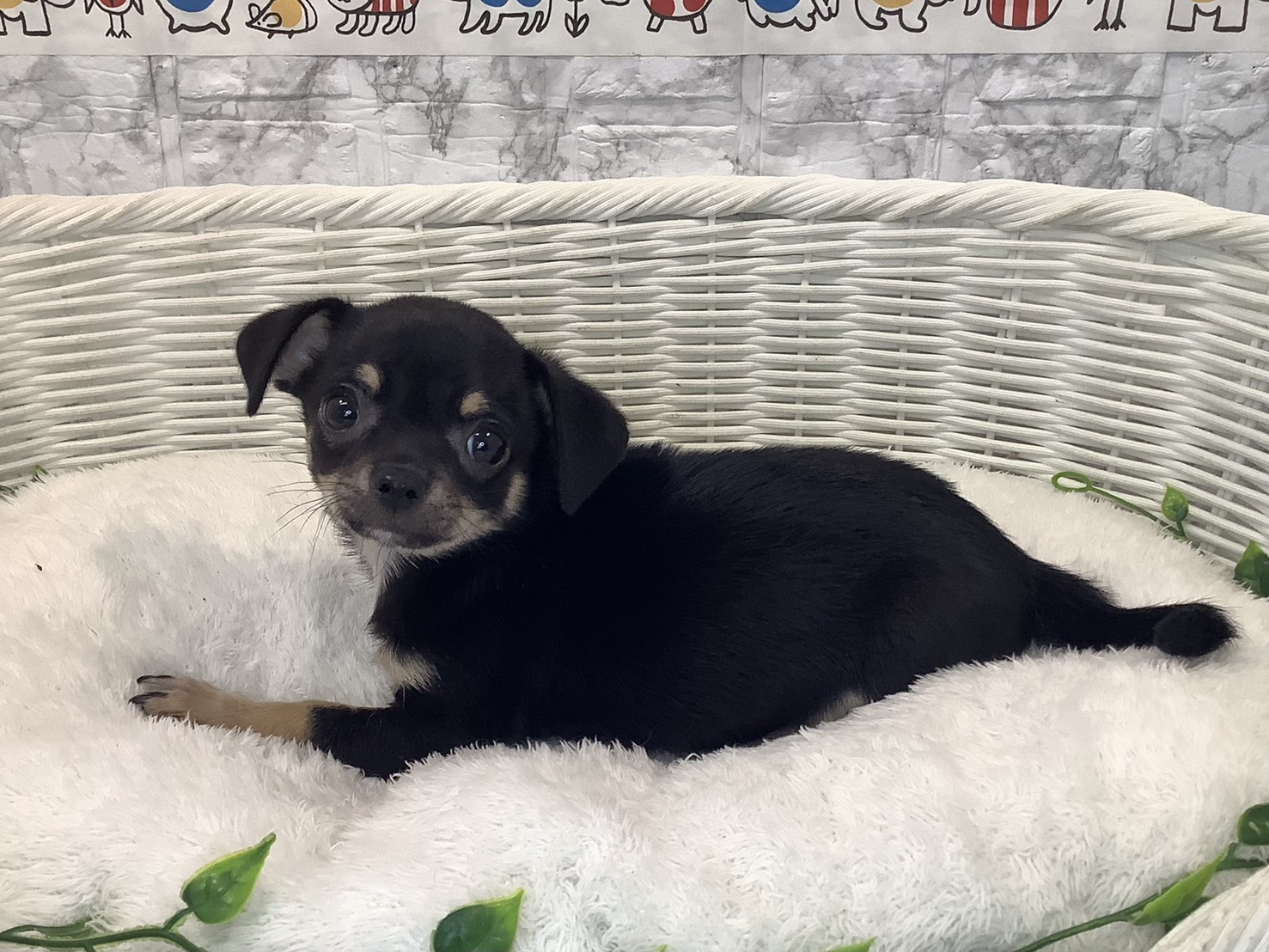 愛知県のチワワ(スムース) (ペッツワン岡崎美合店/2025年10月16日生まれ/男の子/ブラックタン)の子犬の3枚目の画像