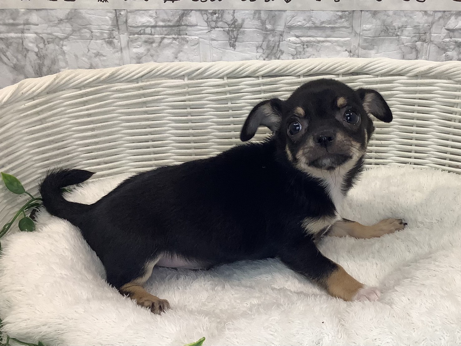 愛知県のチワワ(スムース) (ペッツワン岡崎美合店/2025年10月16日生まれ/男の子/ブラックタン)の子犬の2枚目の画像