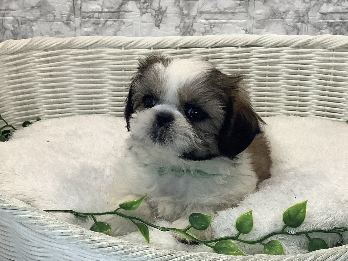 静岡県のシーズー (マルエスペット富士店/2025年10月18日生まれ/女の子/ゴールドホワイト)の子犬の1枚目の画像