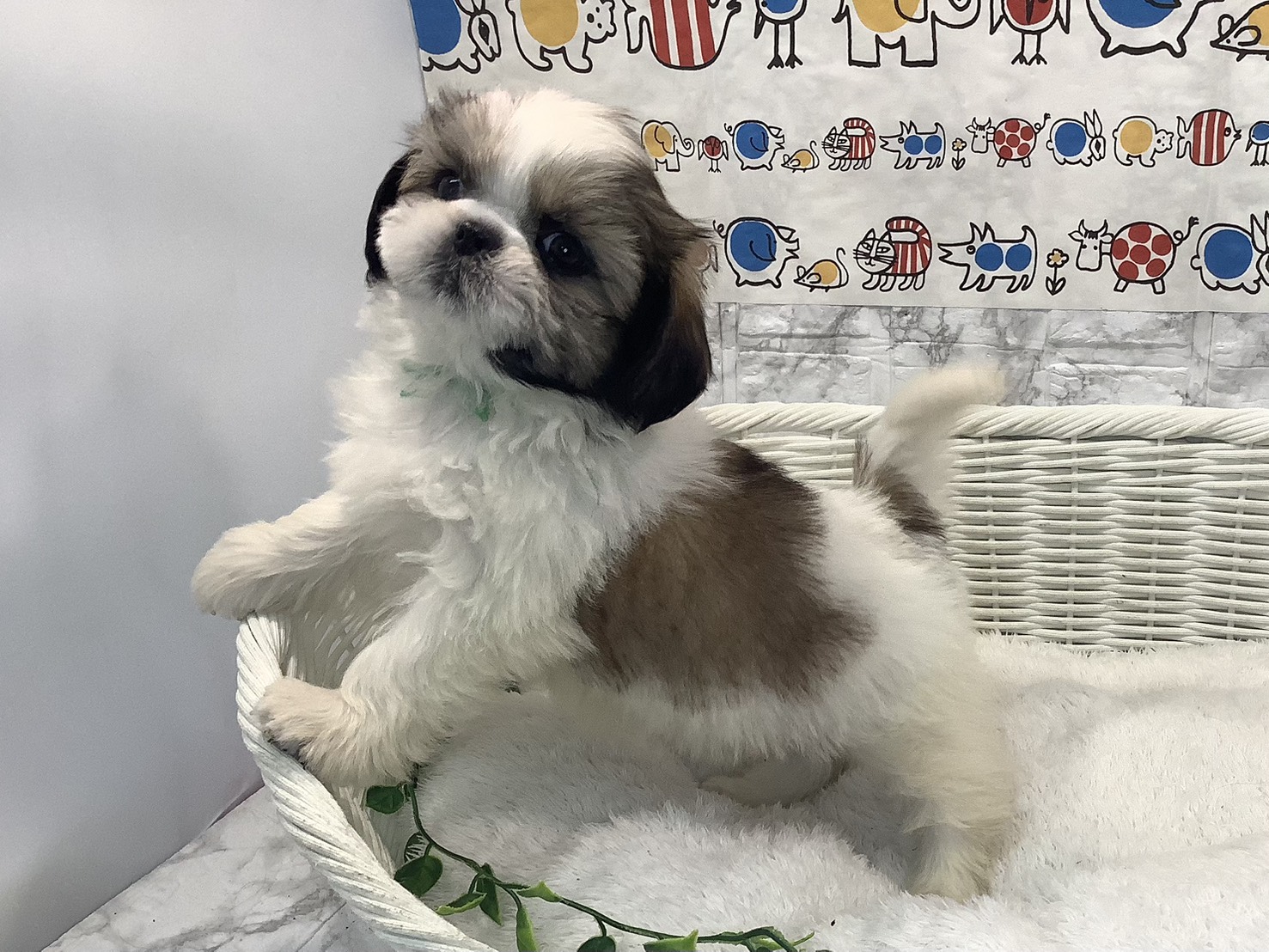 静岡県のシーズー (マルエスペット富士店/2025年10月18日生まれ/女の子/ゴールドホワイト)の子犬の3枚目の画像