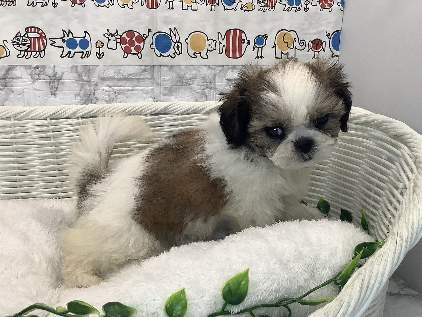 静岡県のシーズー (マルエスペット富士店/2025年10月18日生まれ/女の子/ゴールドホワイト)の子犬の2枚目の画像