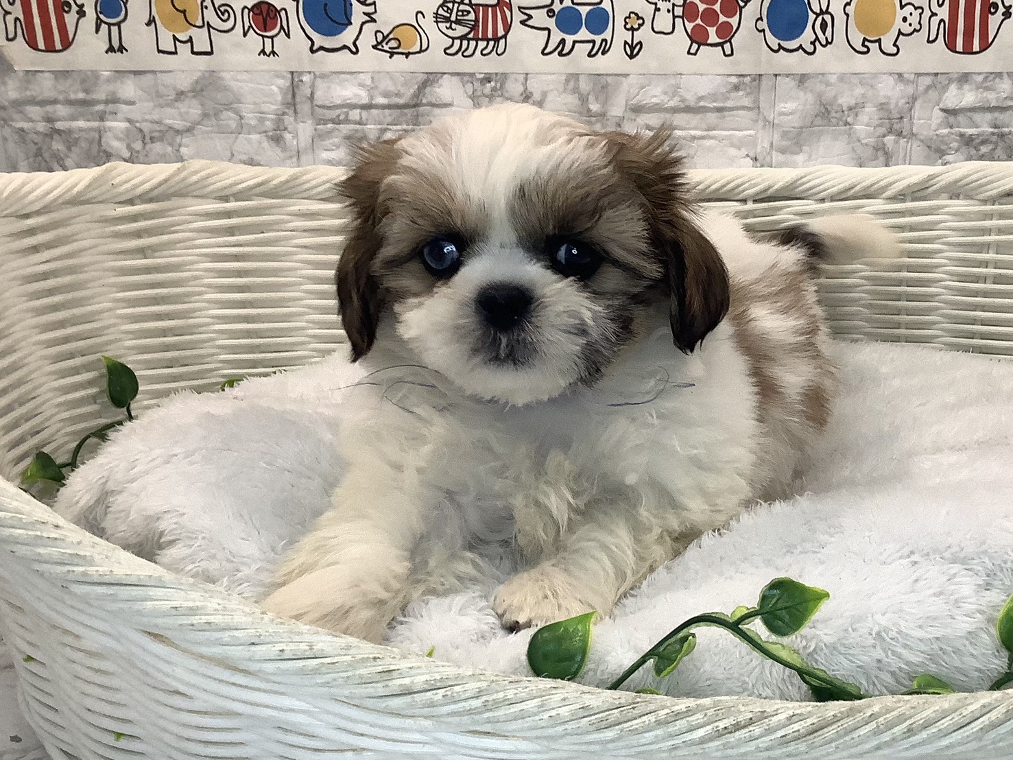 千葉県のシーズー (マルエスペット千鳥町店/2025年10月18日生まれ/女の子/ホワイトゴールド)の子犬の1枚目の画像