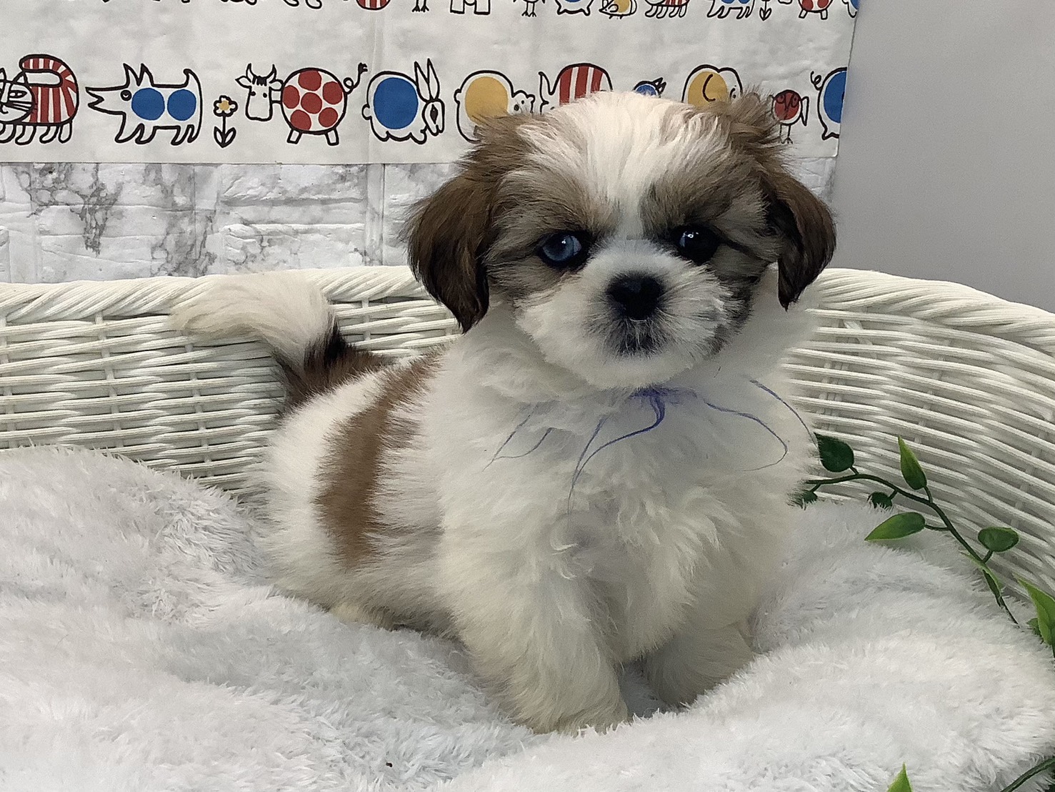 千葉県のシーズー (マルエスペット千鳥町店/2025年10月18日生まれ/女の子/ホワイトゴールド)の子犬の2枚目の画像