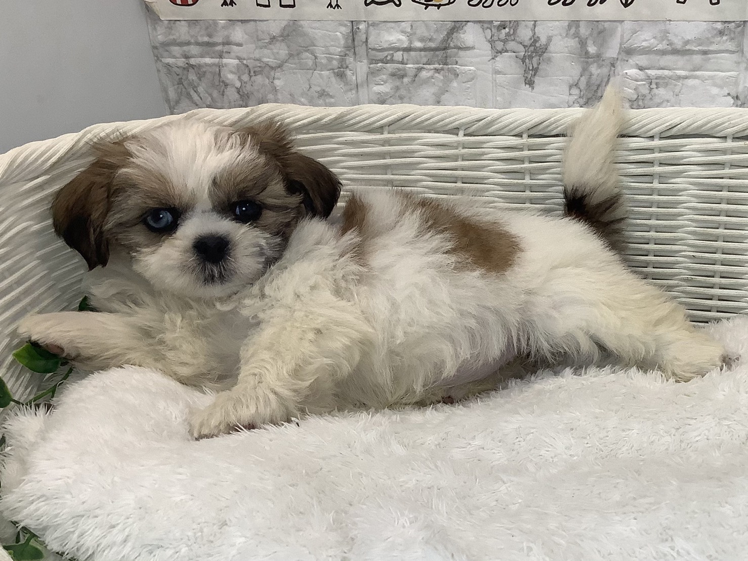 千葉県のシーズー (マルエスペット千鳥町店/2025年10月18日生まれ/女の子/ホワイトゴールド)の子犬の3枚目の画像