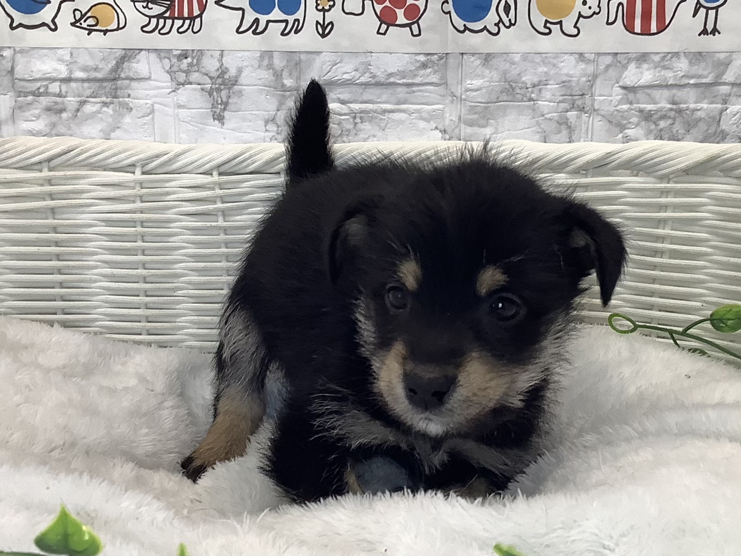 千葉県のハーフ犬・ミックス犬 (マルエスペット千鳥町店/2025年10月19日生まれ/男の子/黒)の子犬の1枚目の画像