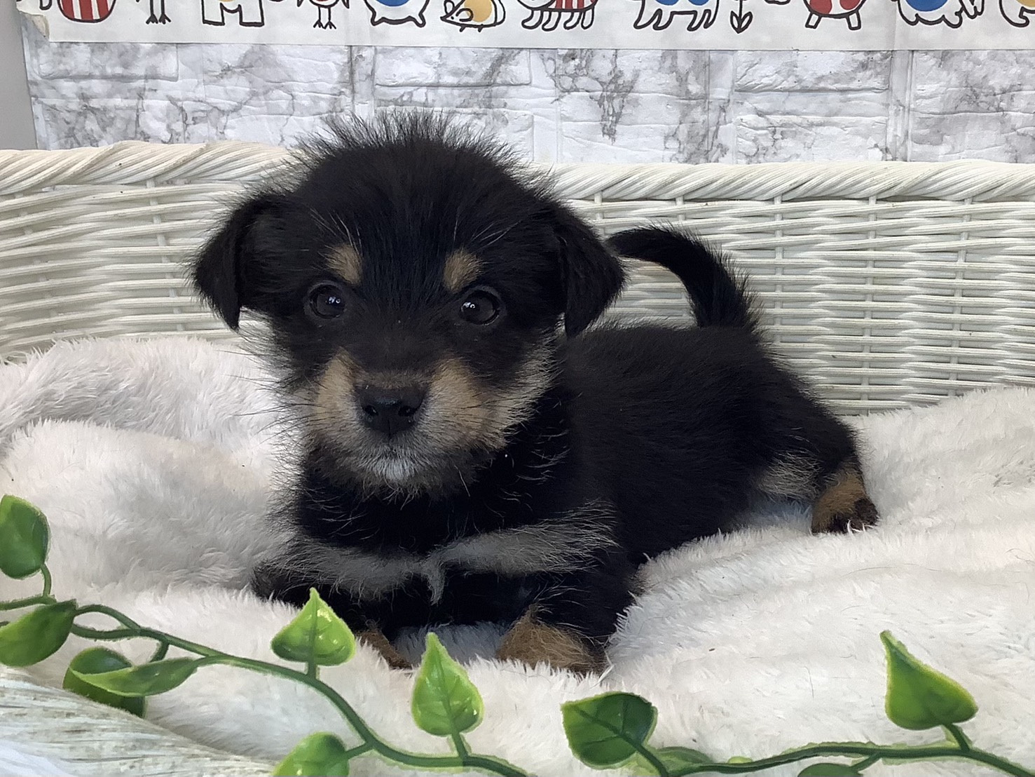 千葉県のハーフ犬・ミックス犬 (マルエスペット千鳥町店/2025年10月19日生まれ/男の子/黒)の子犬の3枚目の画像