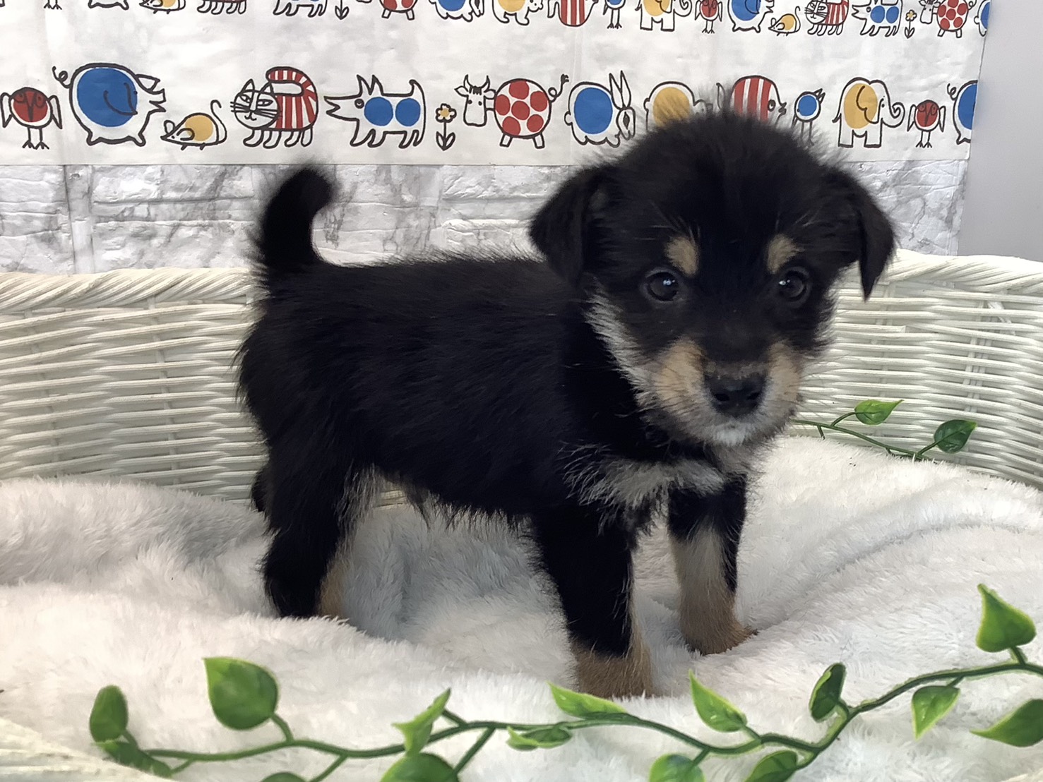 千葉県のハーフ犬・ミックス犬 (マルエスペット千鳥町店/2025年10月19日生まれ/男の子/黒)の子犬の2枚目の画像