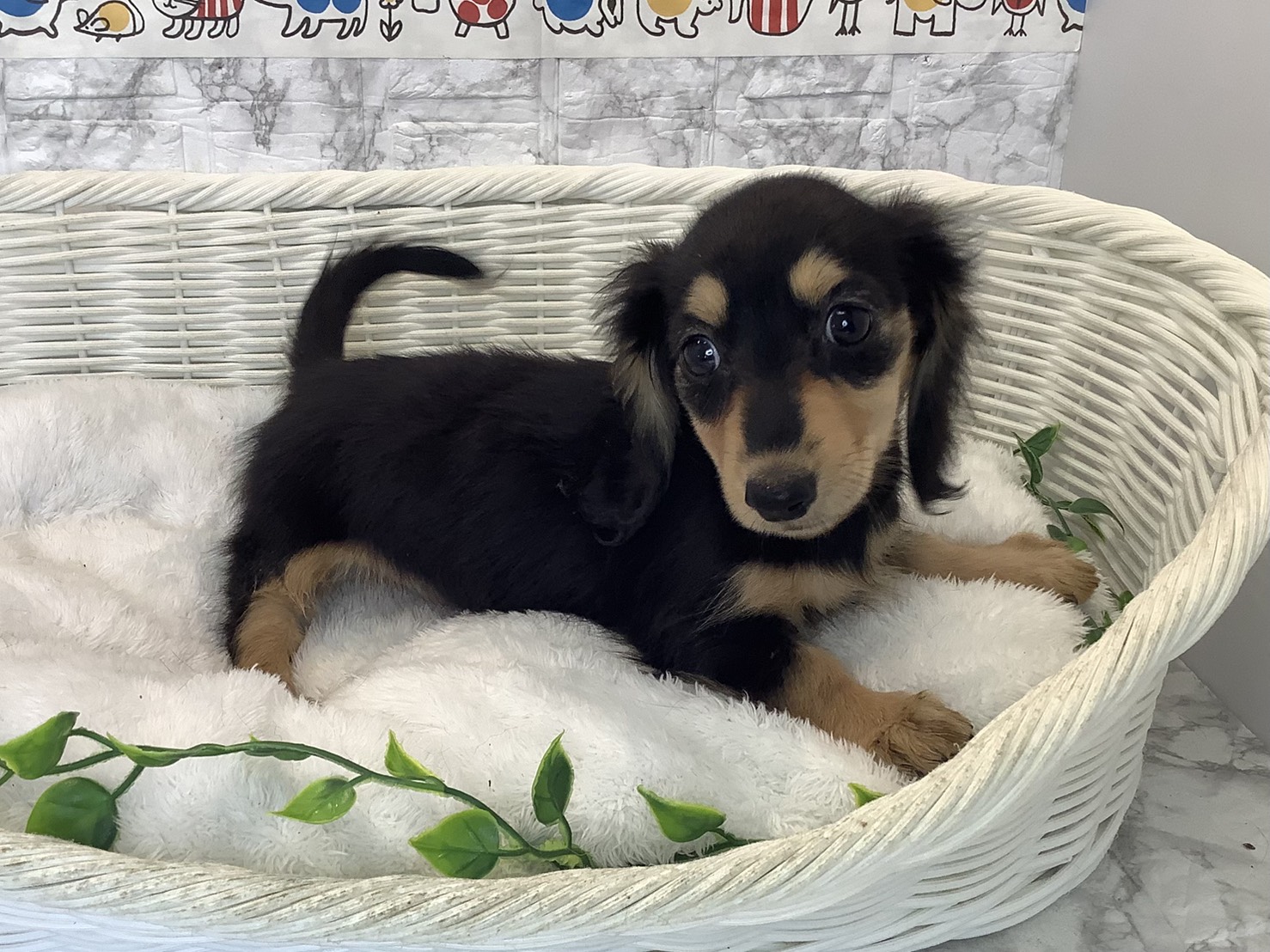 静岡県のミニチュアダックスフンド(ロング) (マルエスペット富士店/2025年10月19日生まれ/女の子/ブラックイエロー)の子犬の2枚目の画像