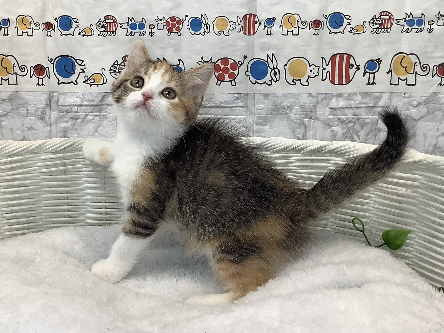 奈良県のスコティッシュフォールド (マルエスペット いかるが店/2025年10月26日生まれ/女の子/ブラウンパッチドタビー/ホワイト)の子猫の2枚目の画像