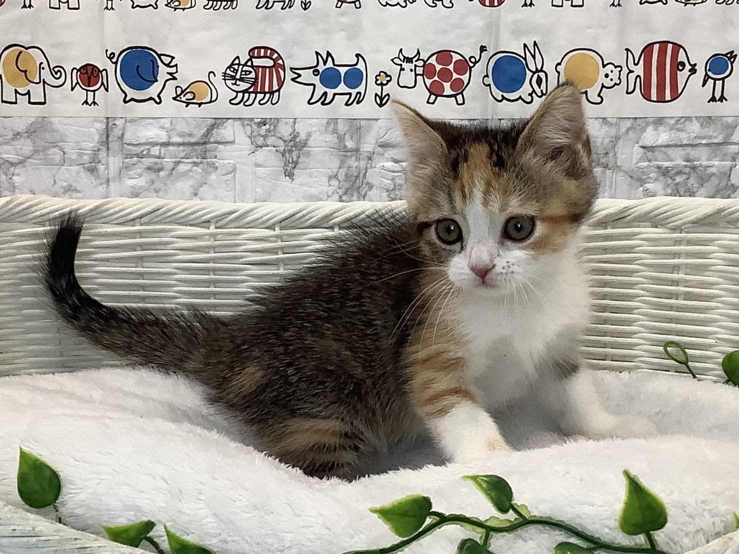 奈良県のスコティッシュフォールド (マルエスペット いかるが店/2025年10月26日生まれ/女の子/ブラウンパッチドタビー/ホワイト)の子猫の3枚目の画像
